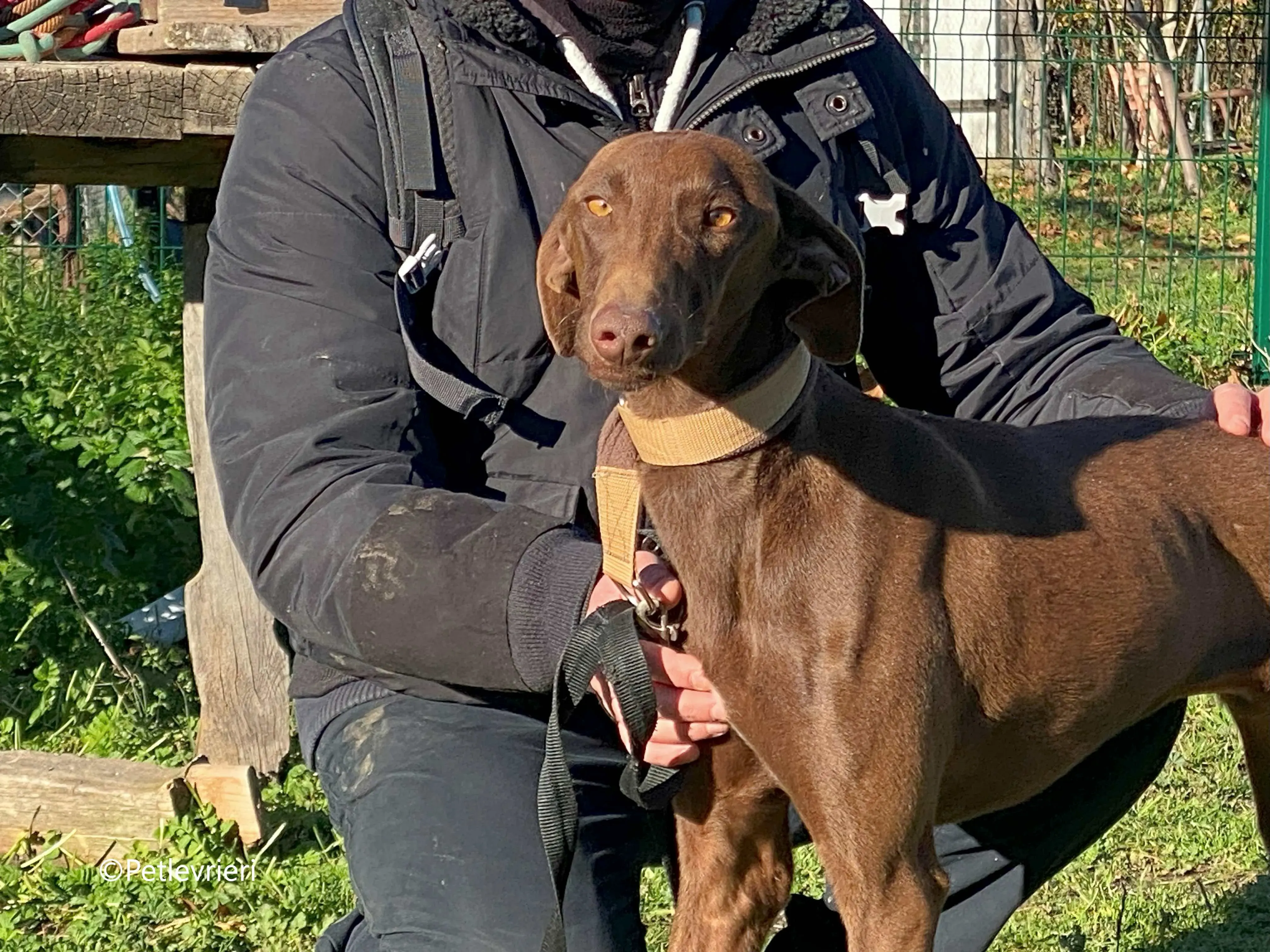 cookie adozione petlevrieri galgo 13