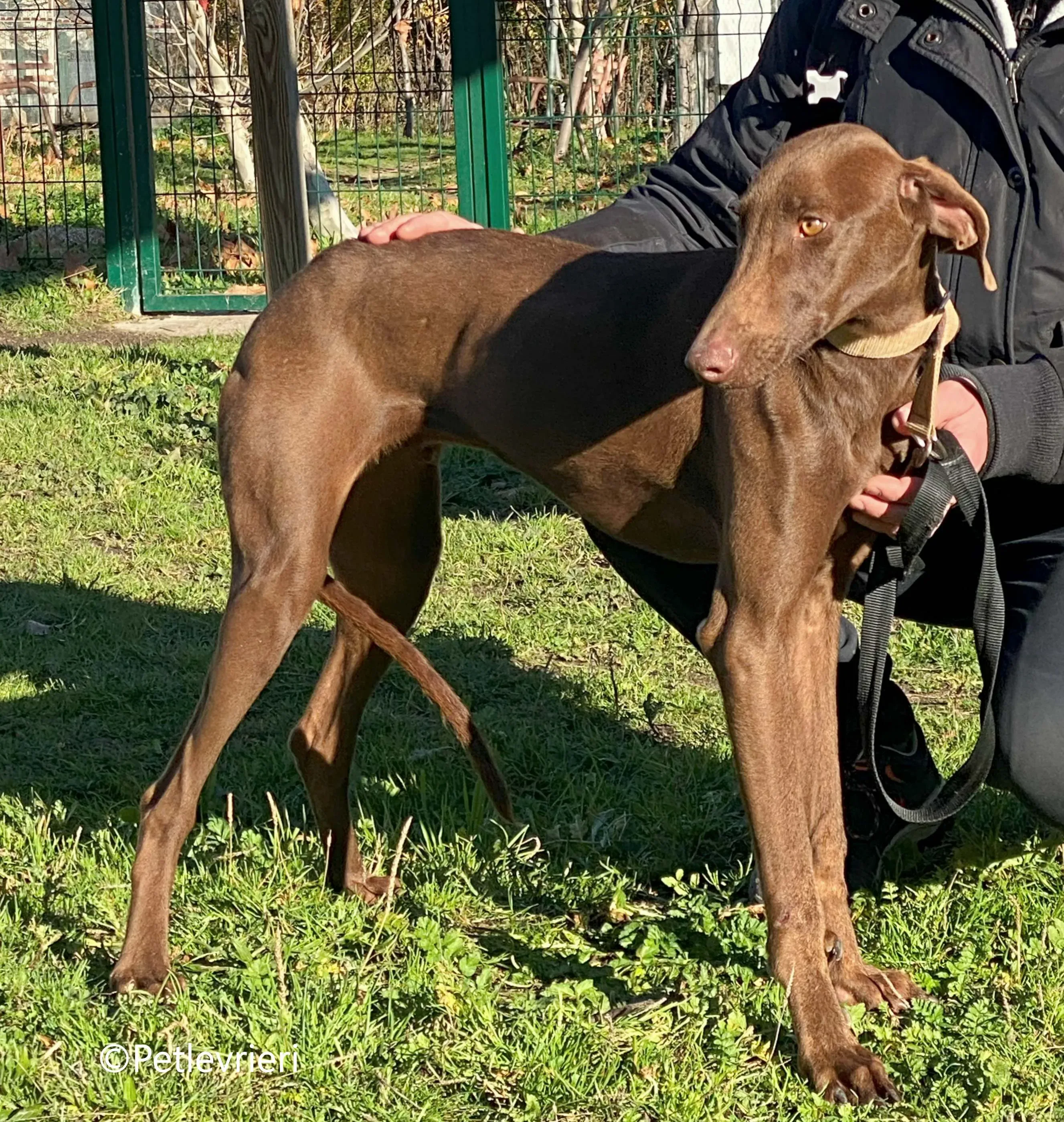 cookie adozione petlevrieri galgo 14
