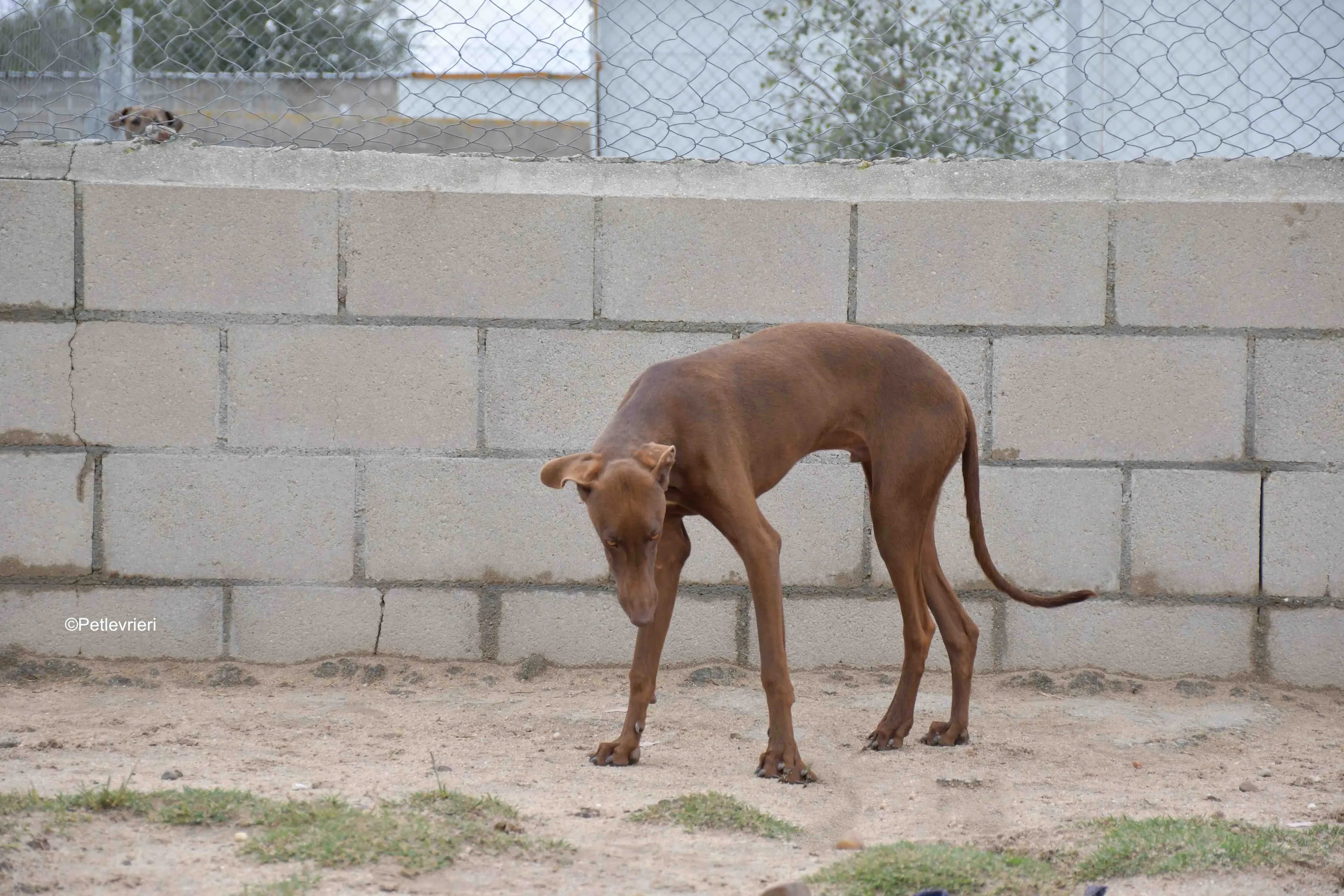 cookie adozione petlevrieri galgo 2