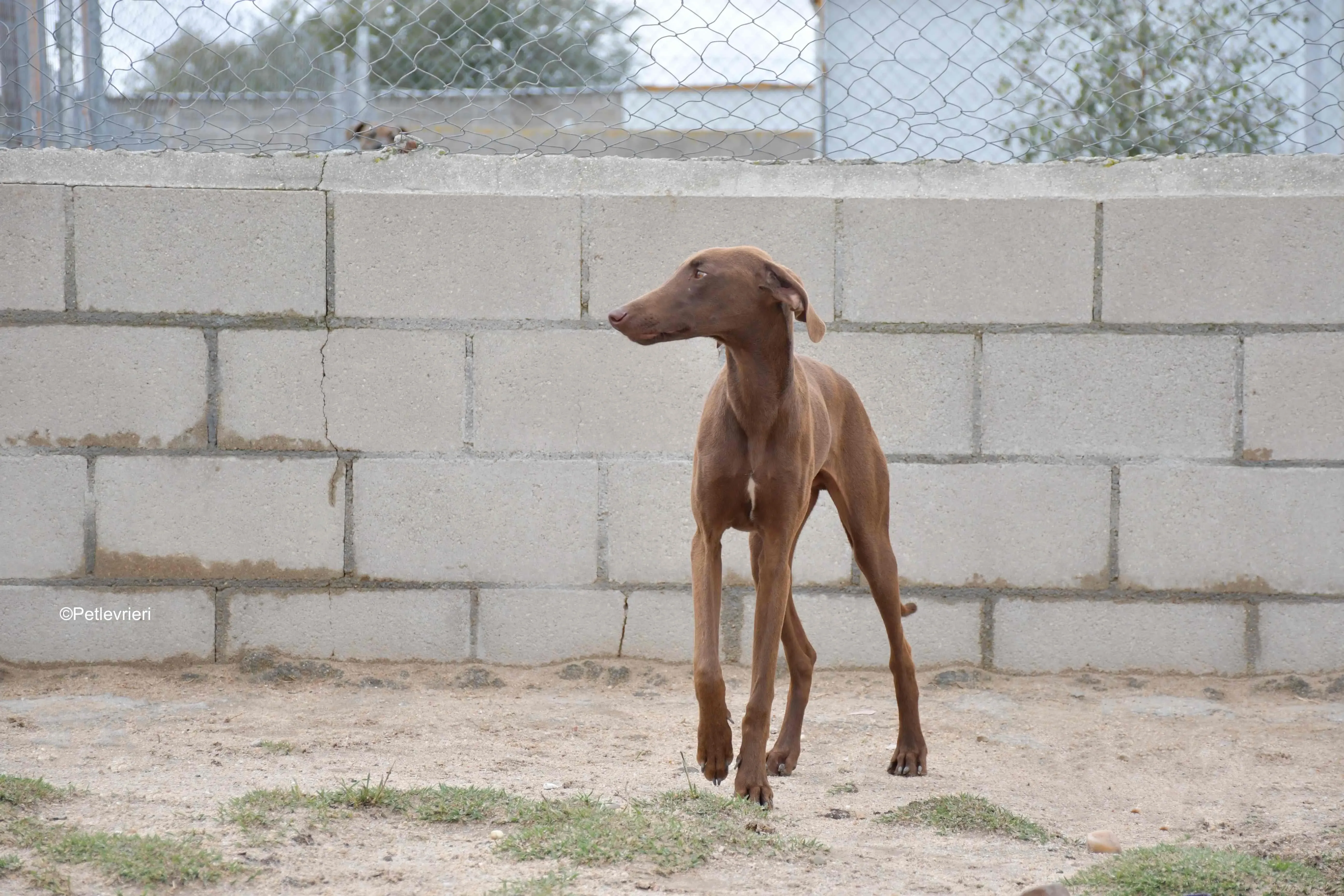 cookie adozione petlevrieri galgo 3