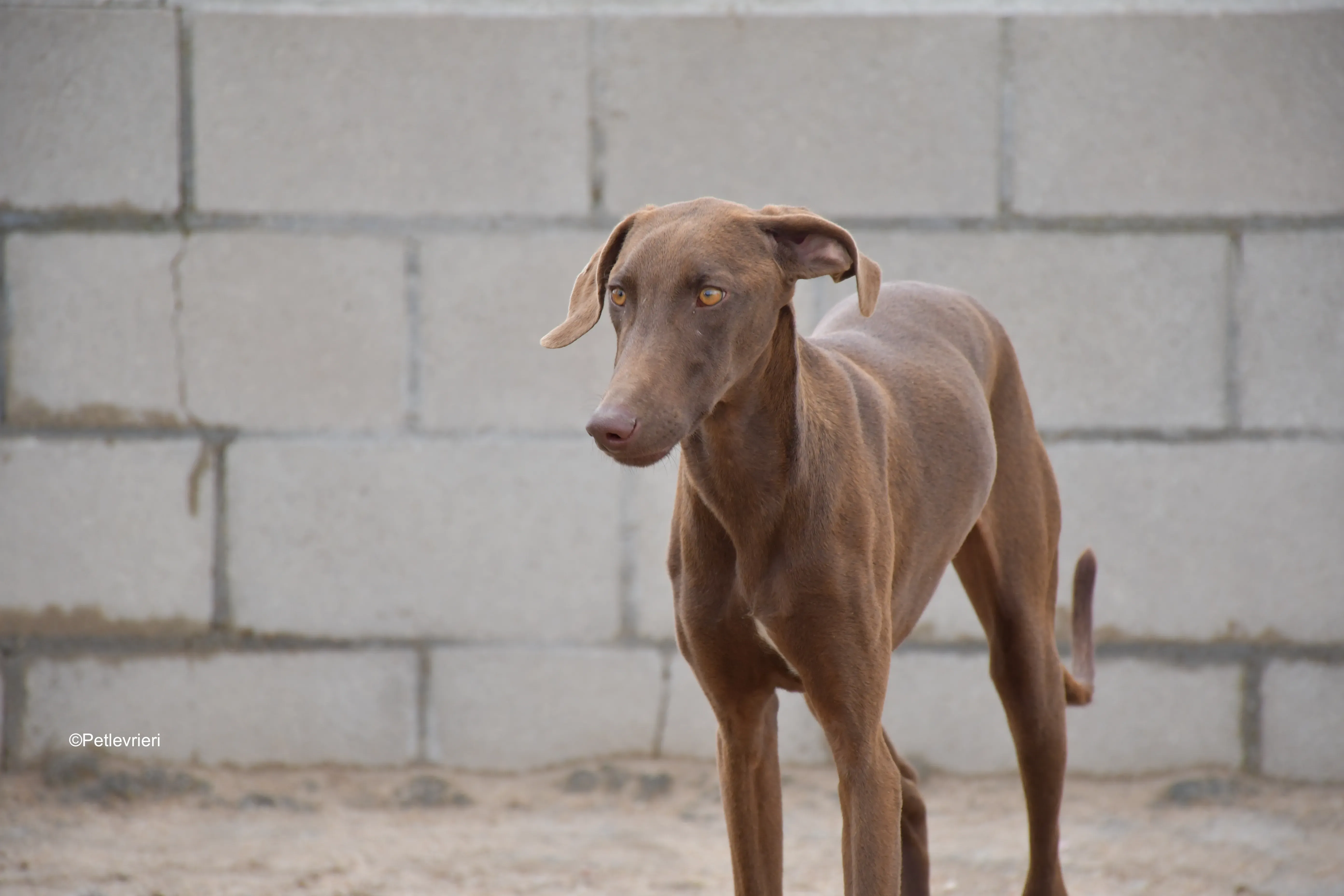 cookie adozione petlevrieri galgo 4