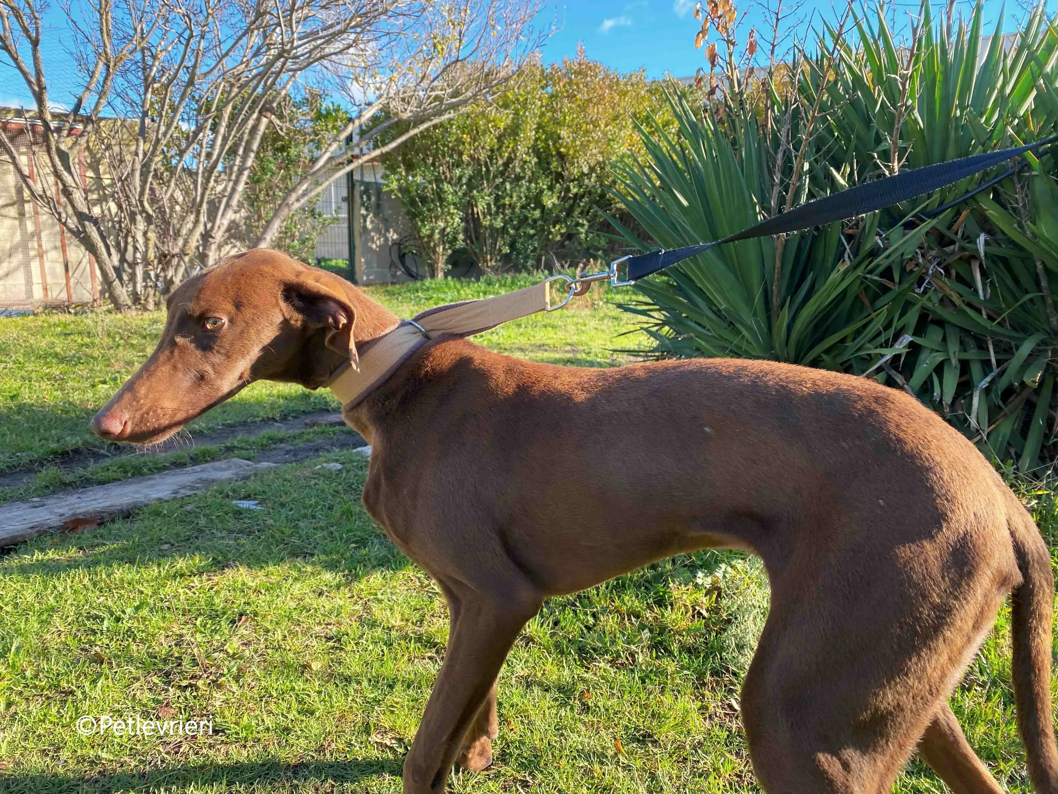 cookie adozione petlevrieri galgo 5