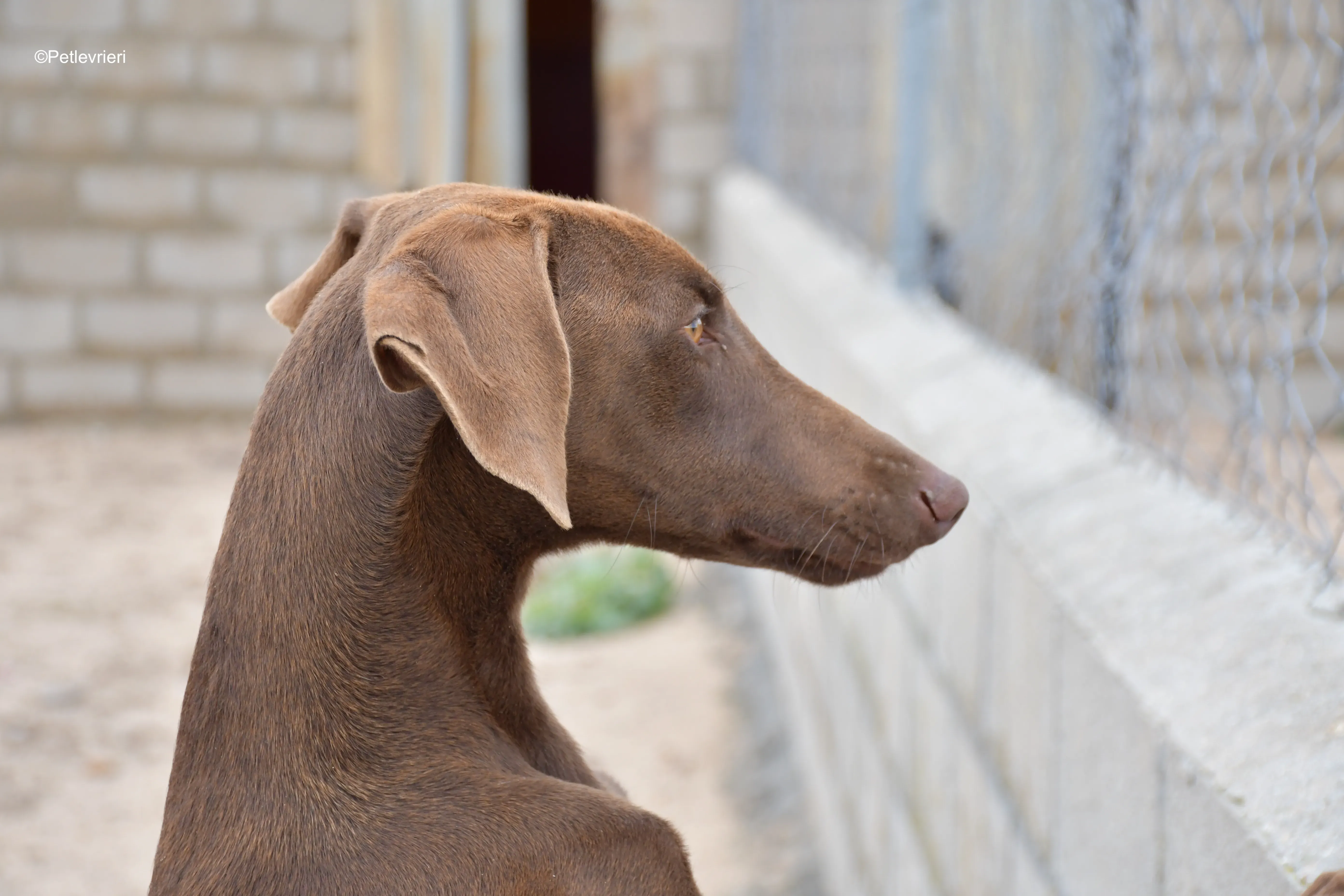 cookie adozione petlevrieri galgo 6