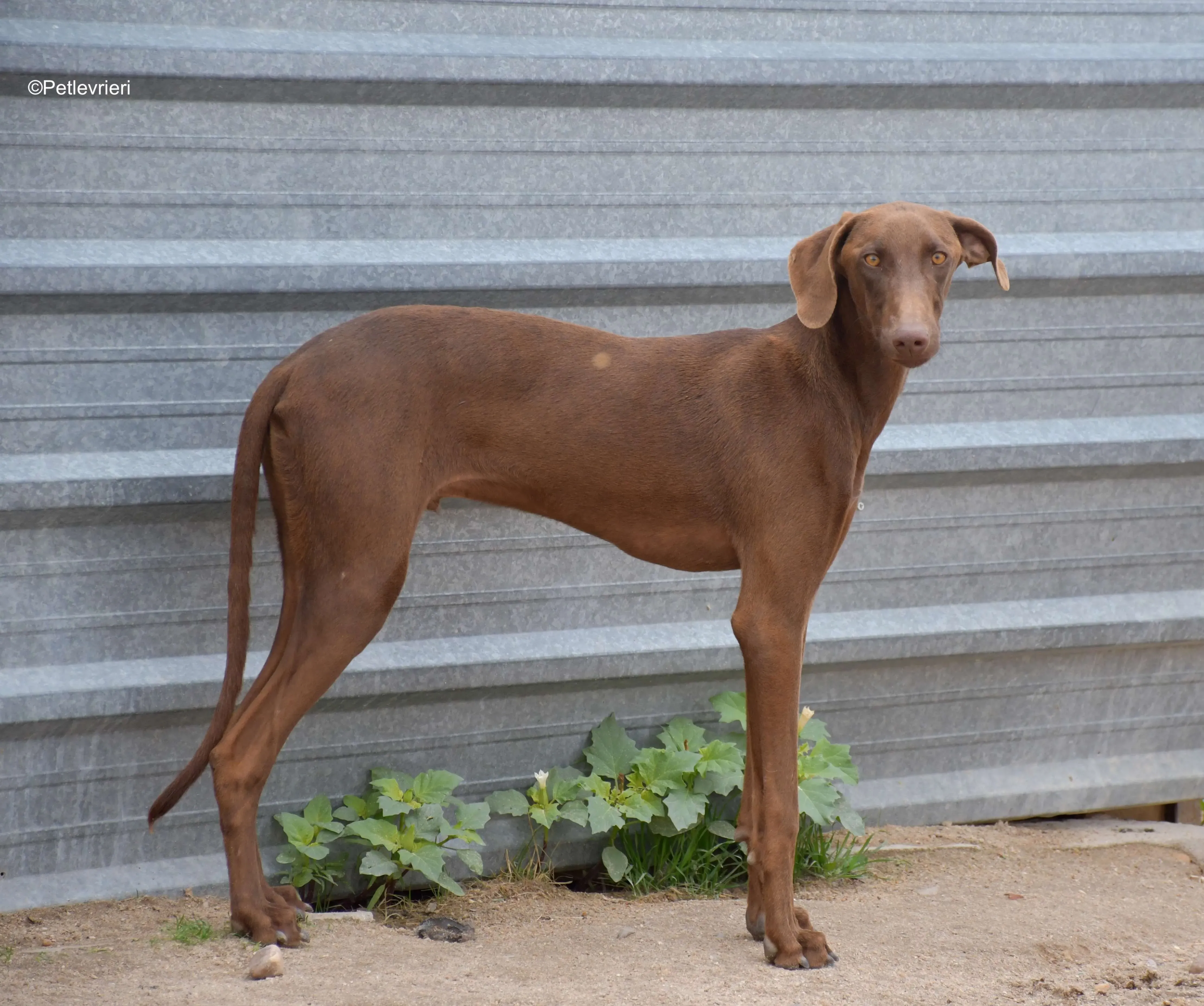 cookie adozione petlevrieri galgo 7