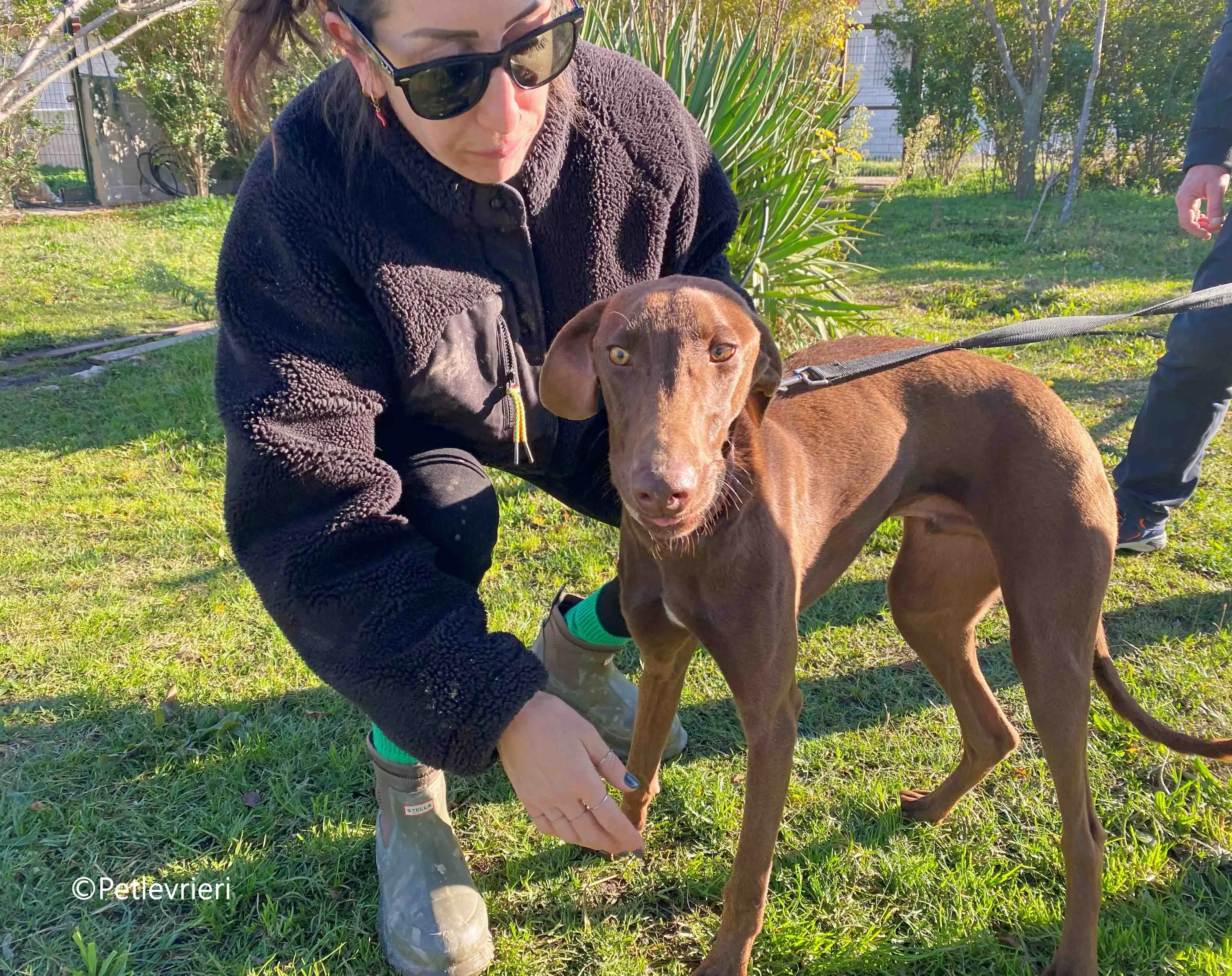 cookie adozione petlevrieri galgo 8