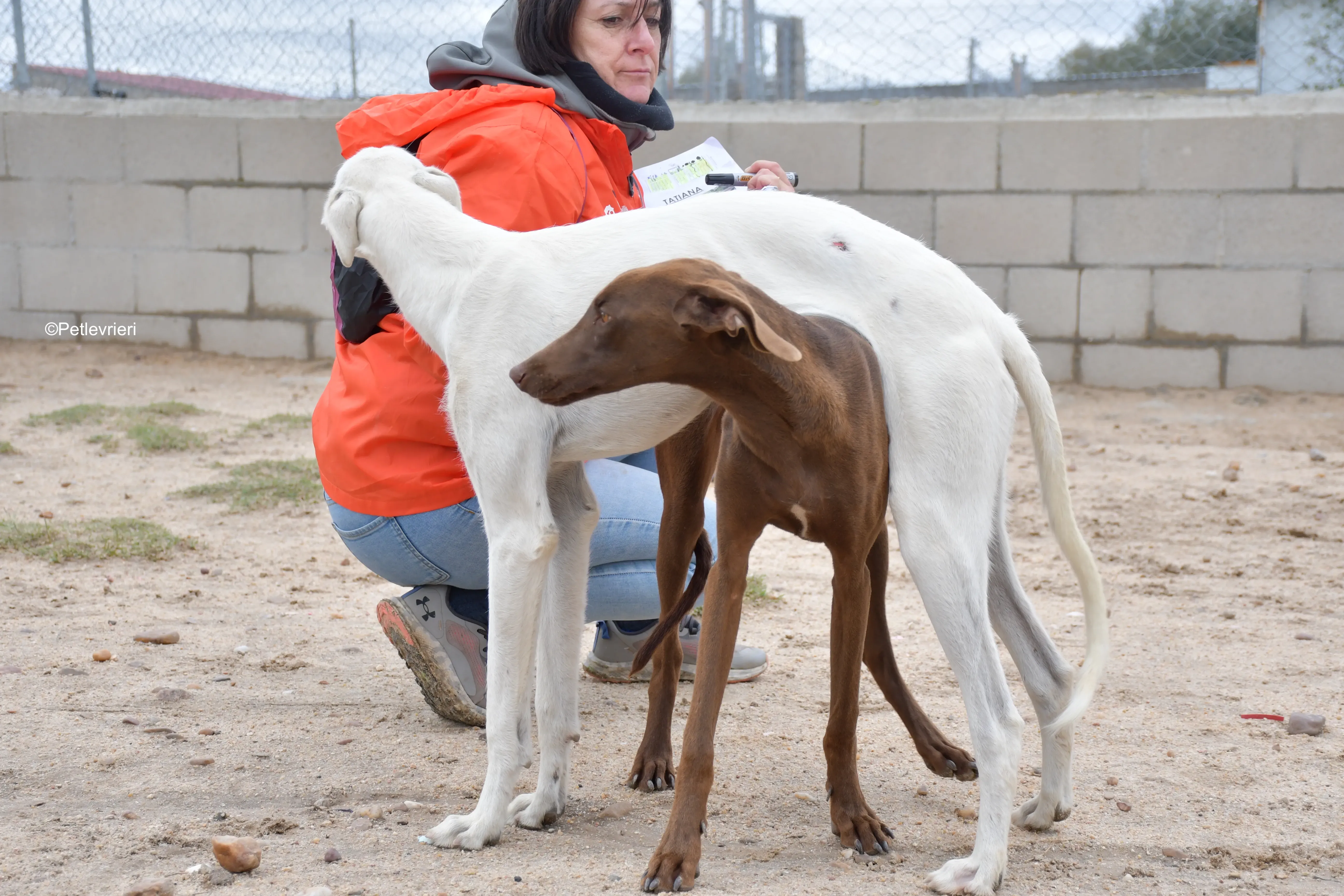 cookie adozione petlevrieri galgo 9