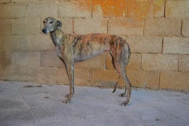copa del rey FAVORITA DE MAESTRO castilla mancha