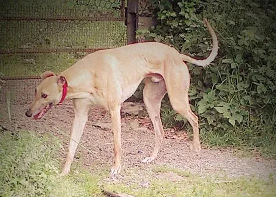 copertina andy at heathlawn 2