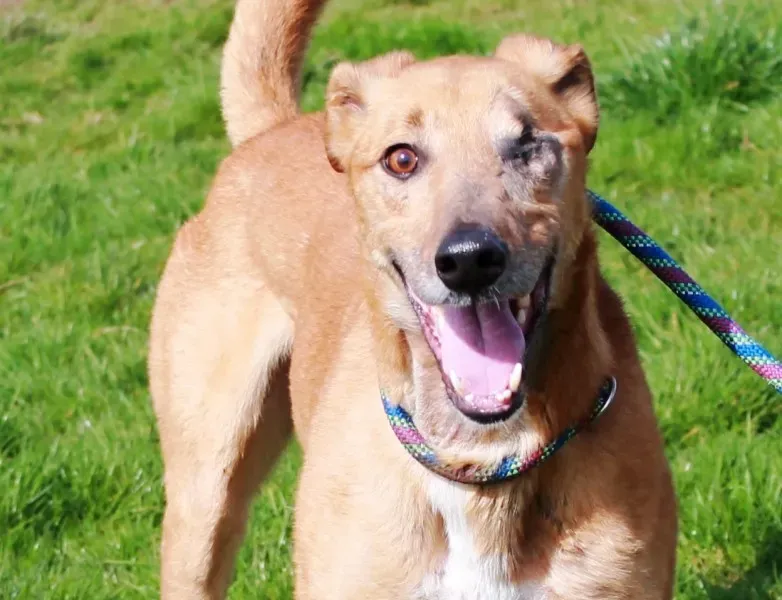 copertina di redjohn