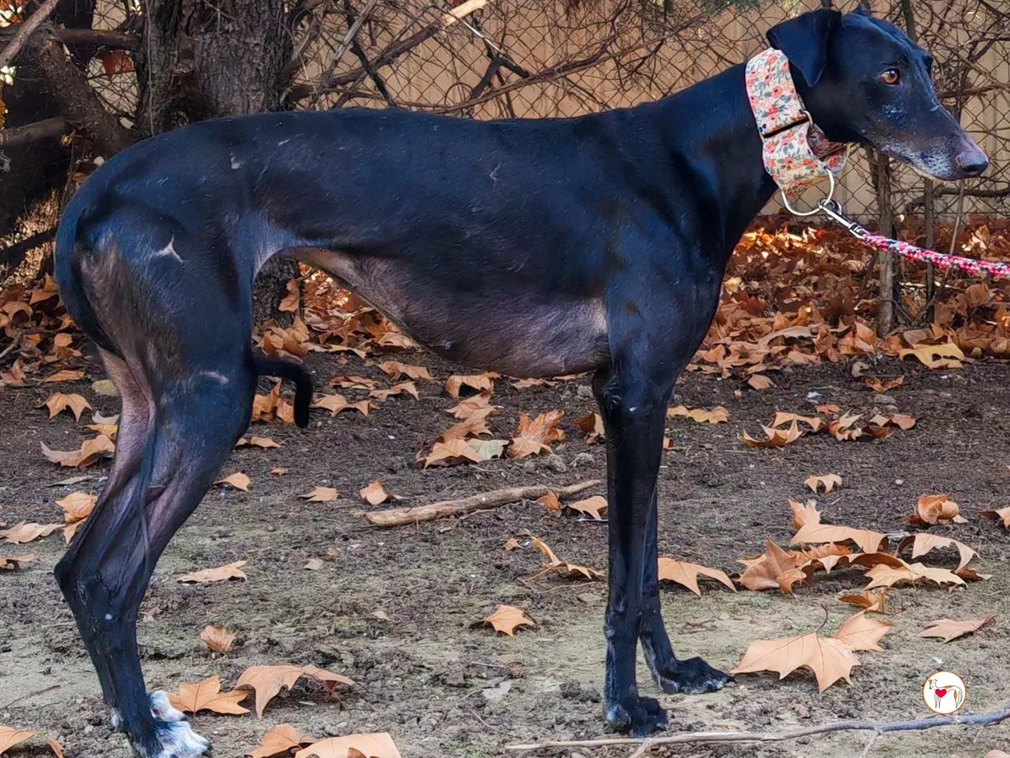 cora galgo adozione 01