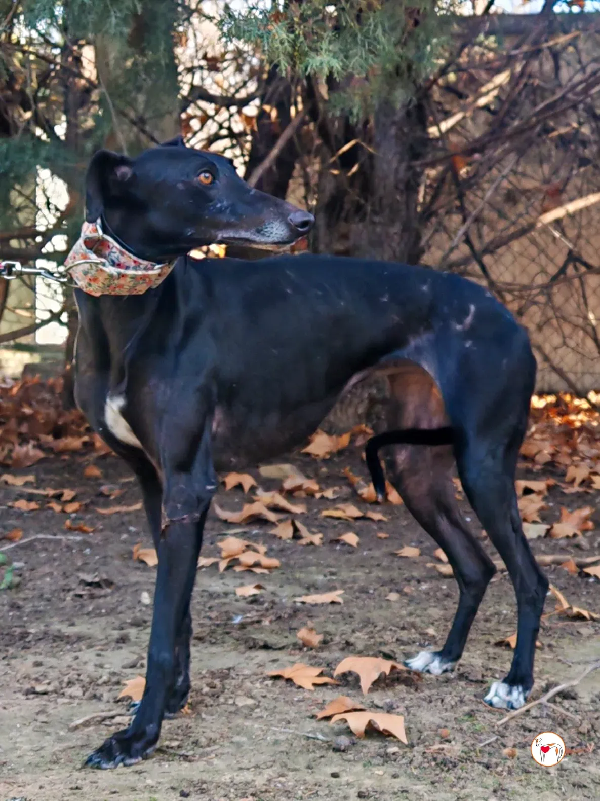 cora galgo adozione 02