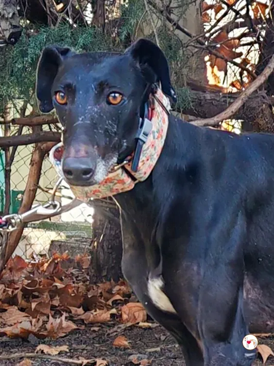 cora galgo adozione 03