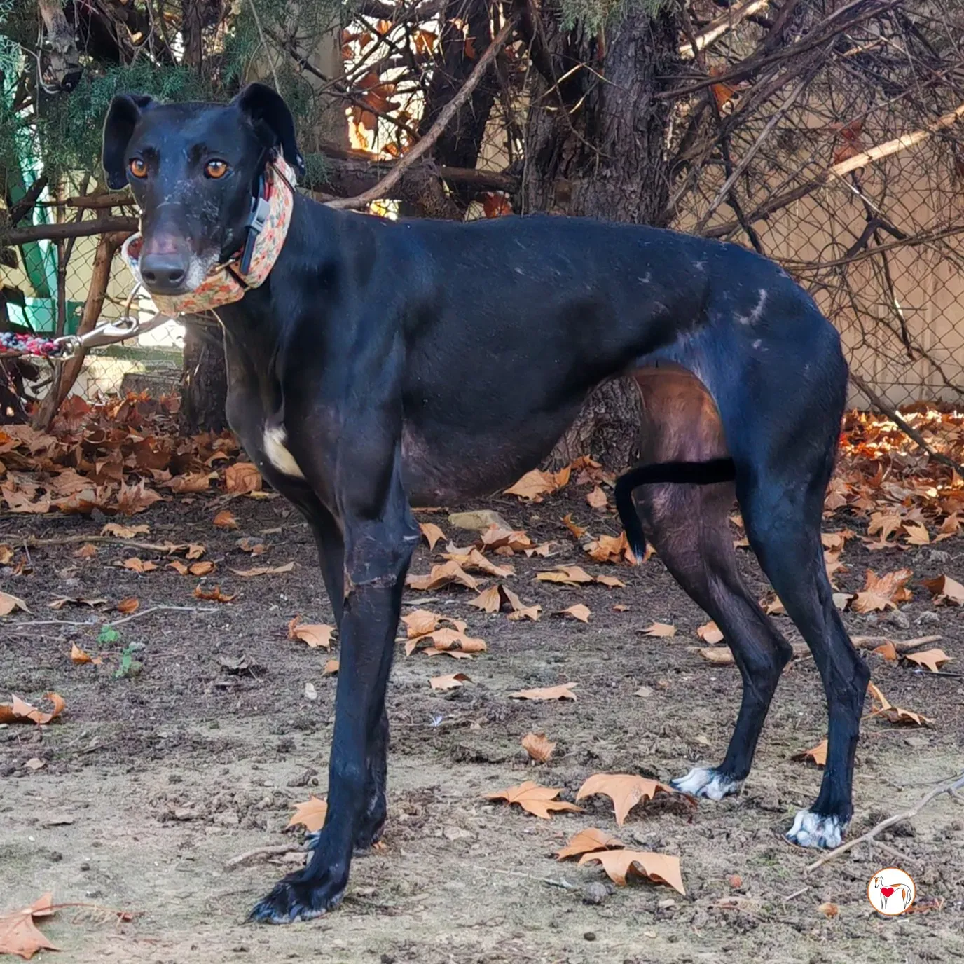 cora galgo adozione 04