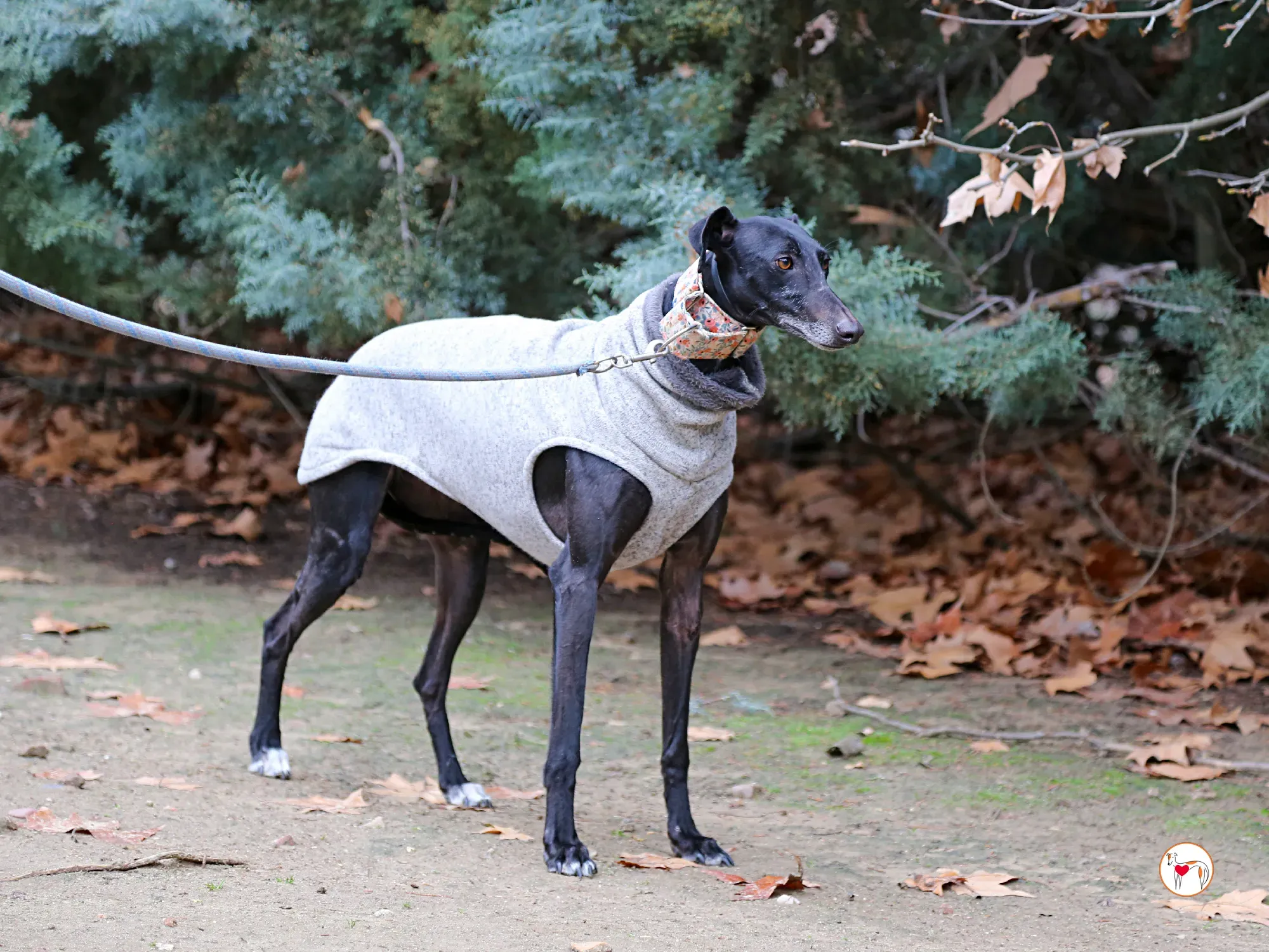 cora galgo adozione 05