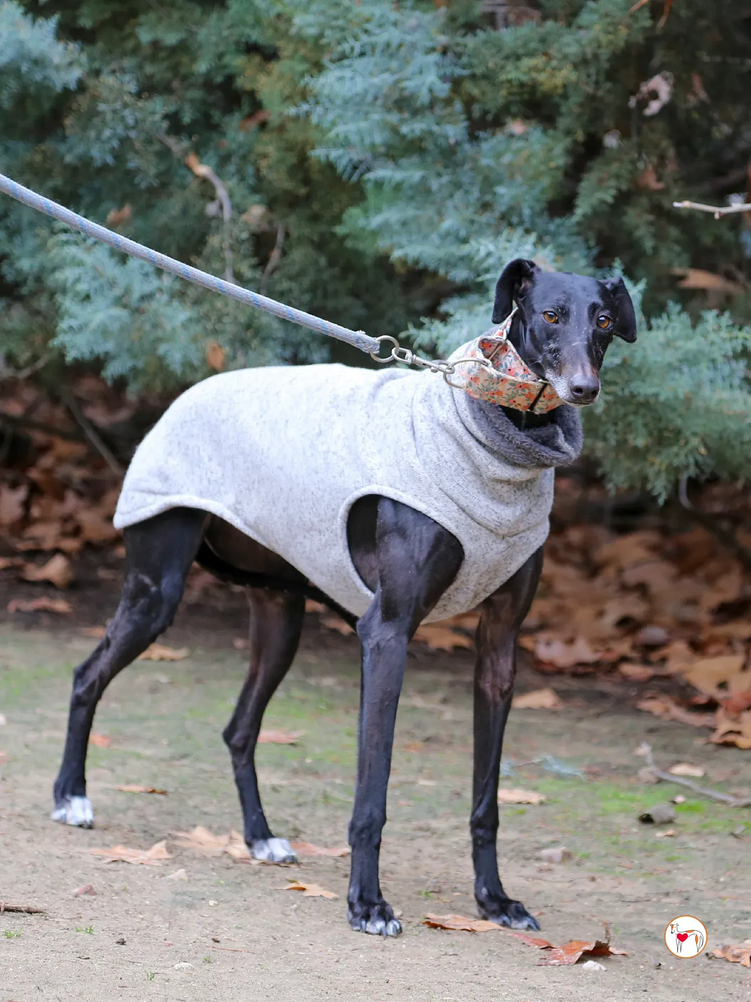 cora galgo adozione 06