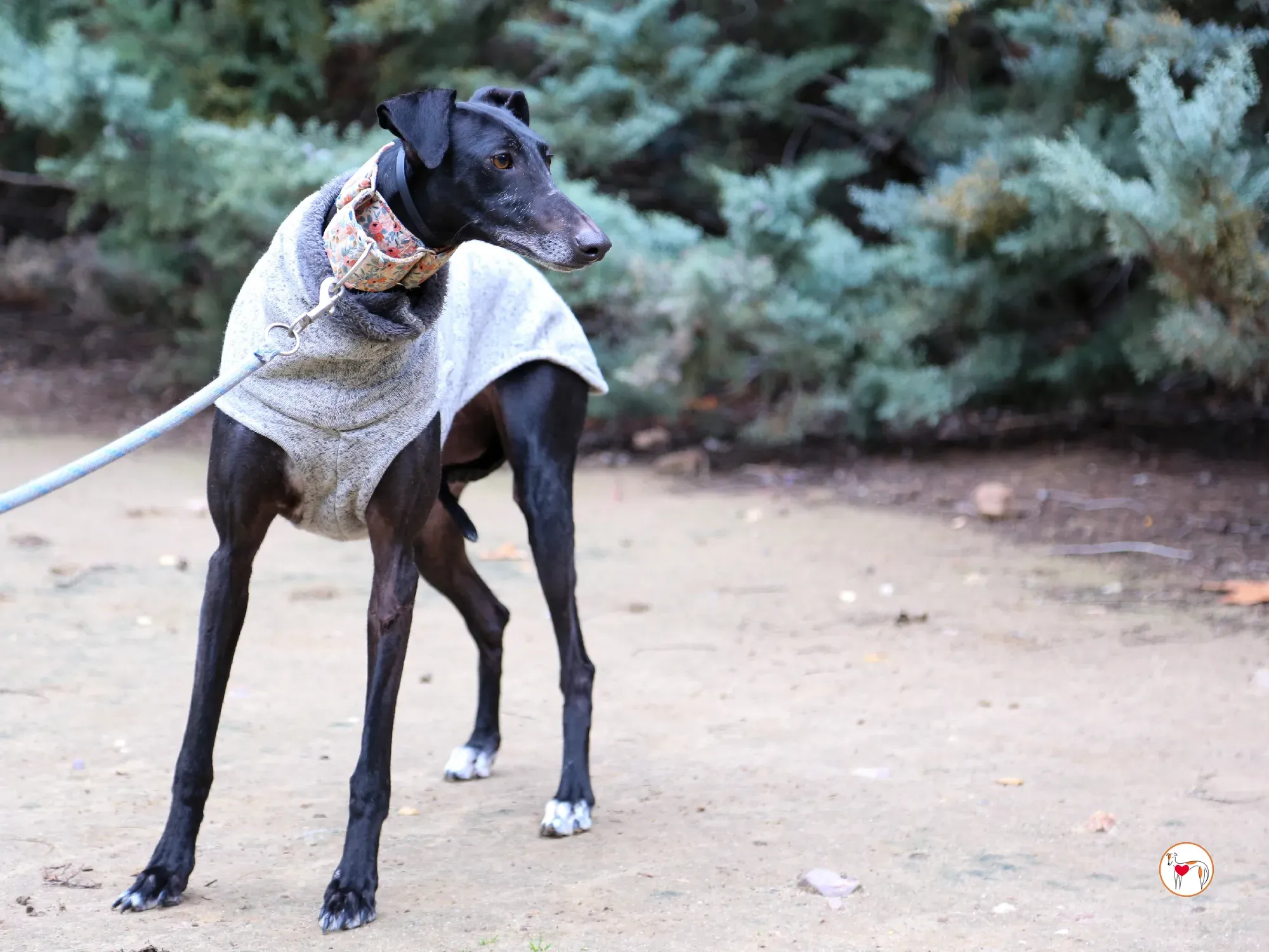 cora galgo adozione 07