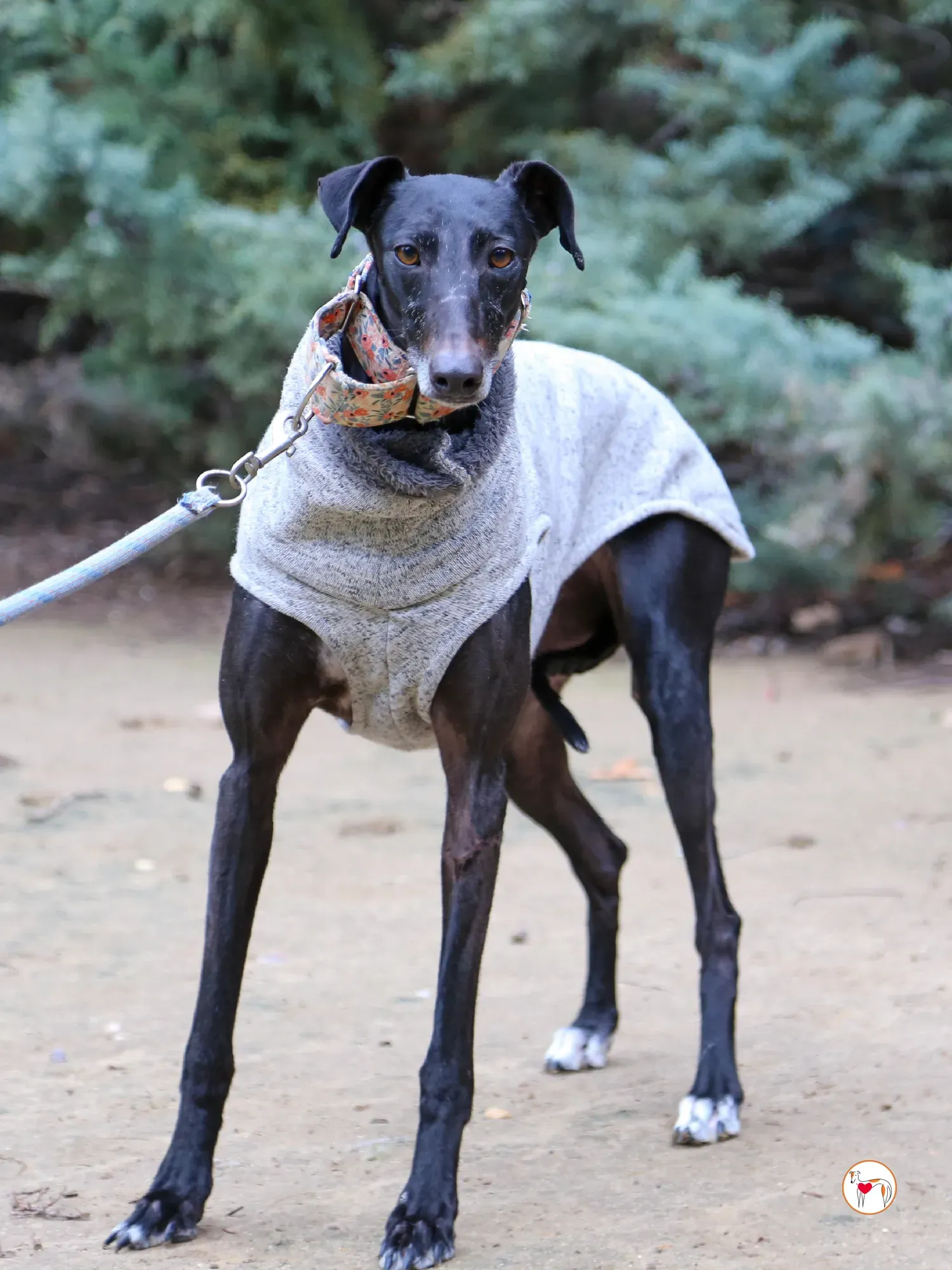 cora galgo adozione 08