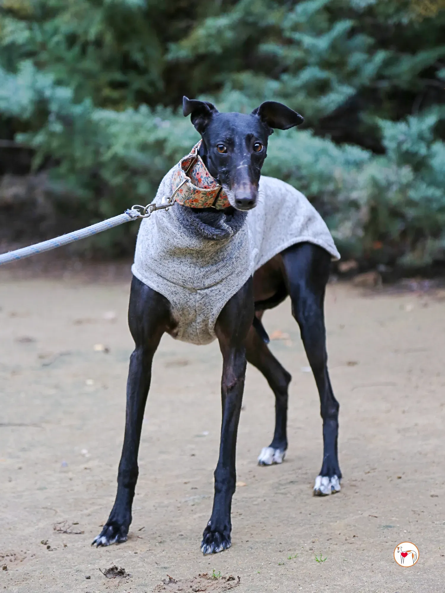cora galgo adozione 09