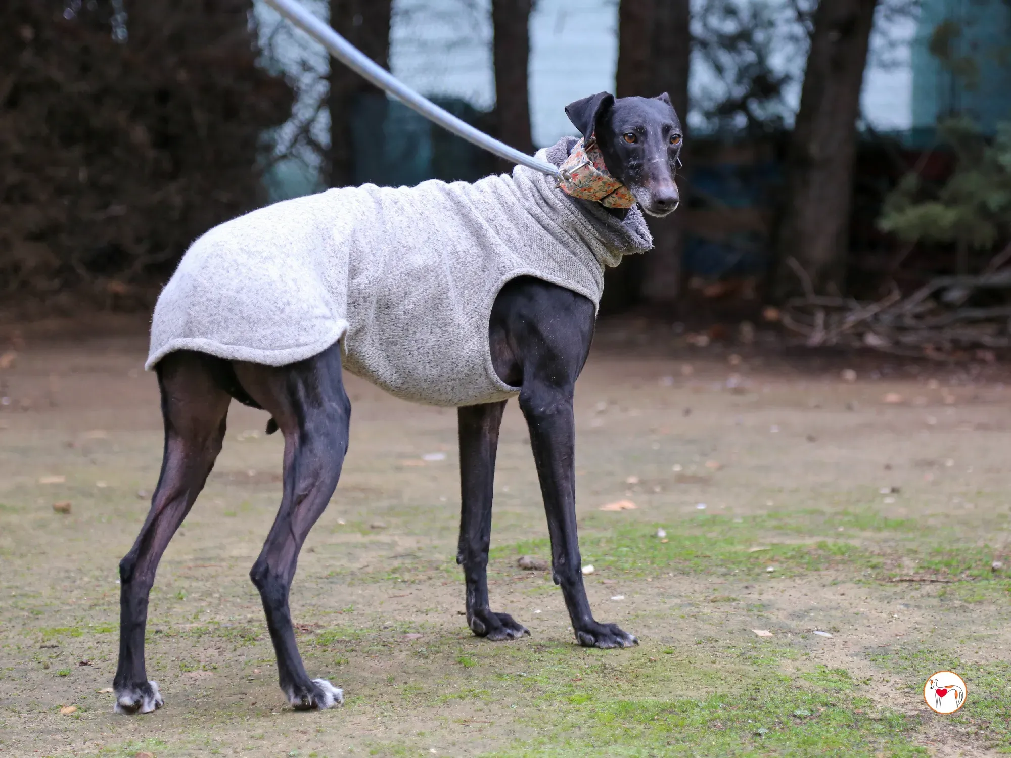 cora galgo adozione 10