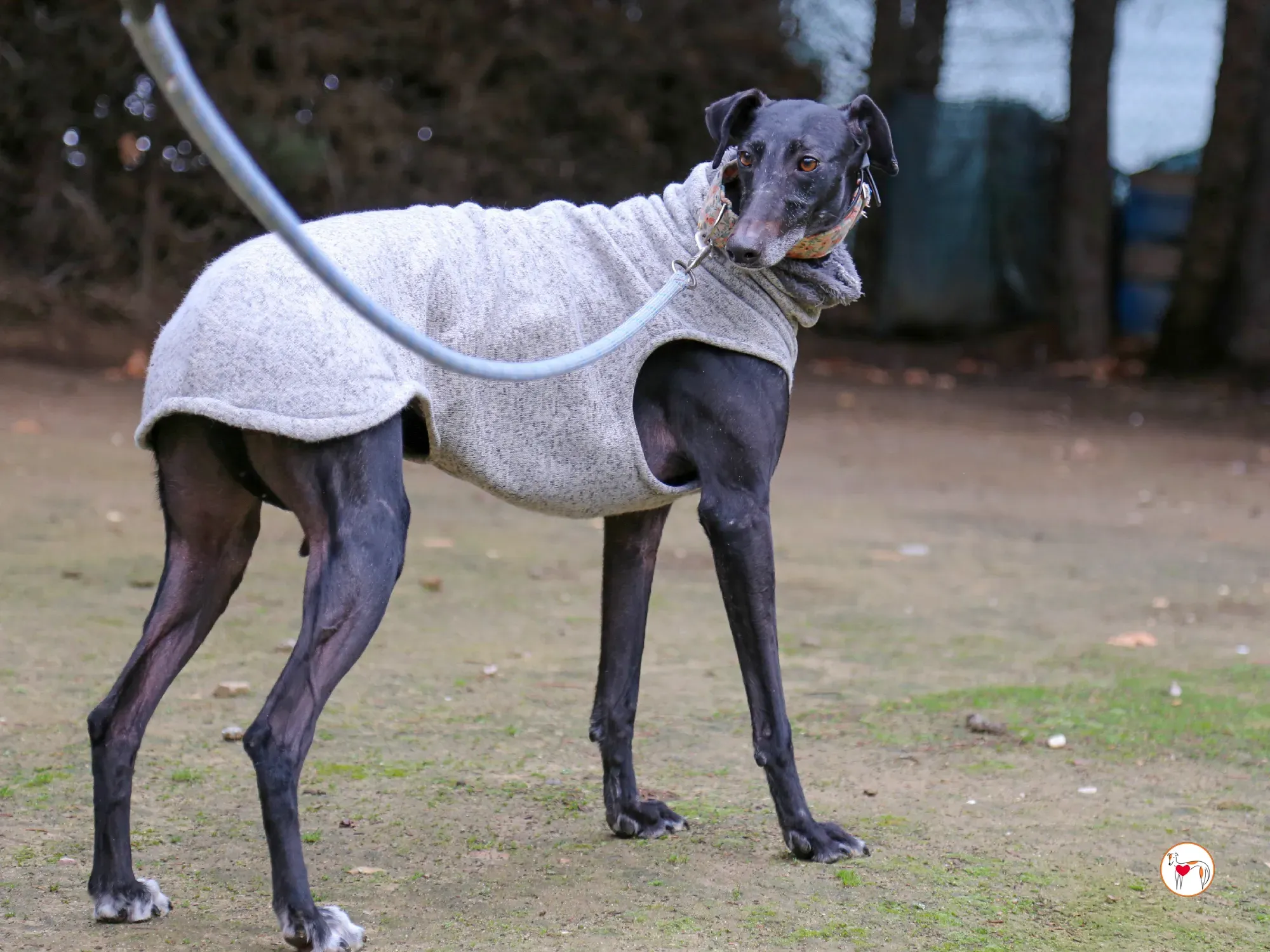 cora galgo adozione 11