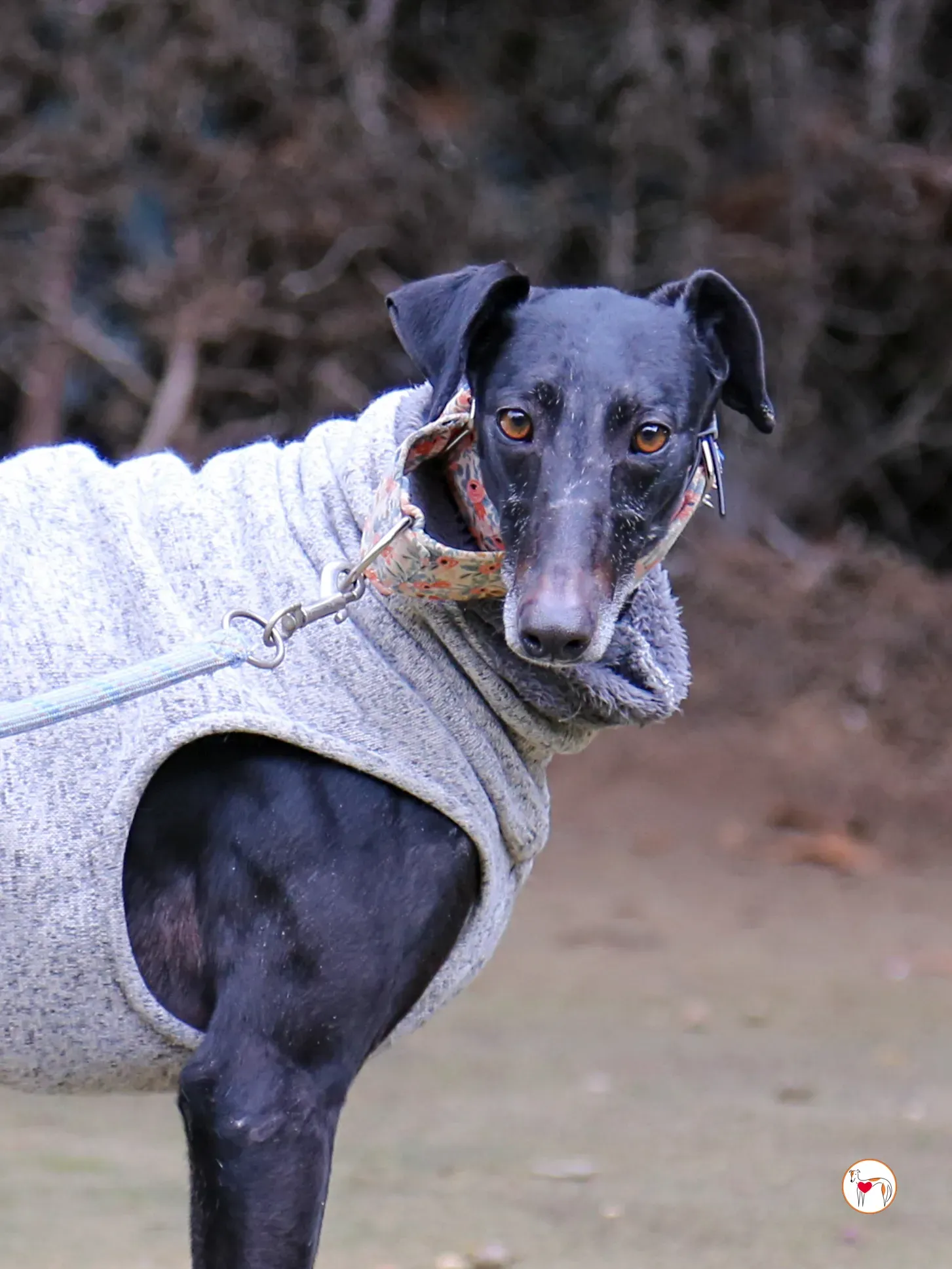 cora galgo adozione 12