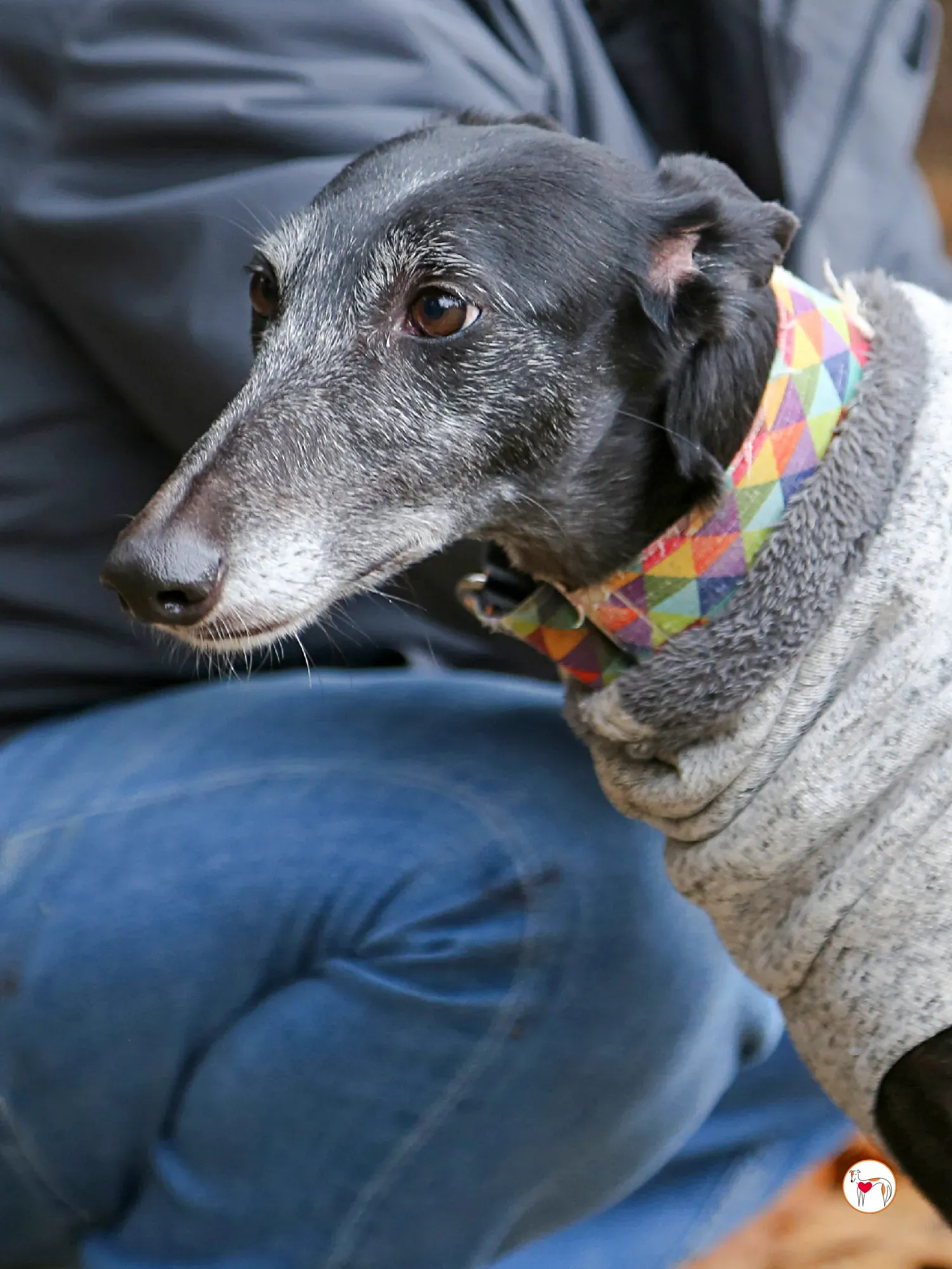 cora galgo adozione 13