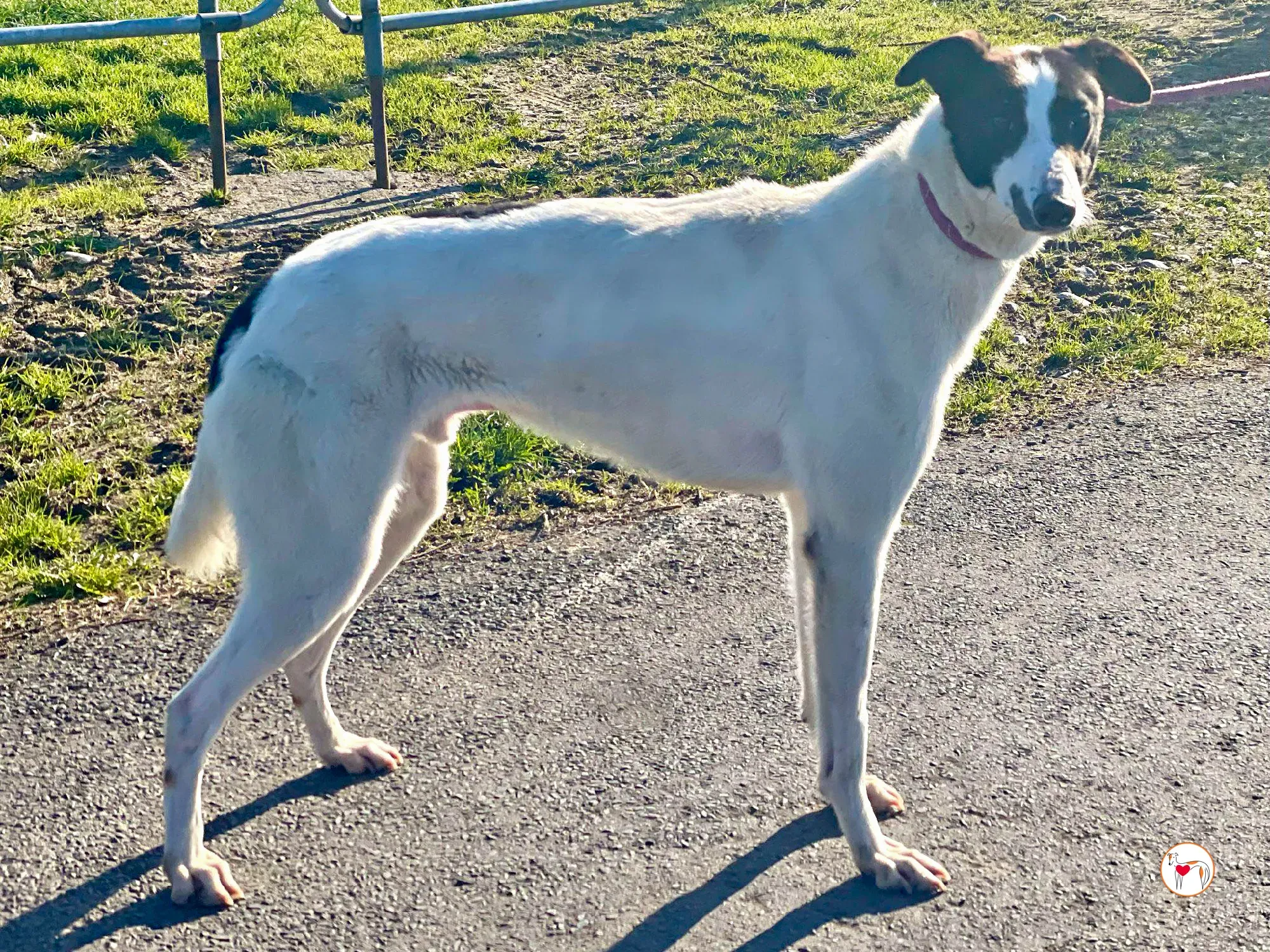 cormac grey adozione 01