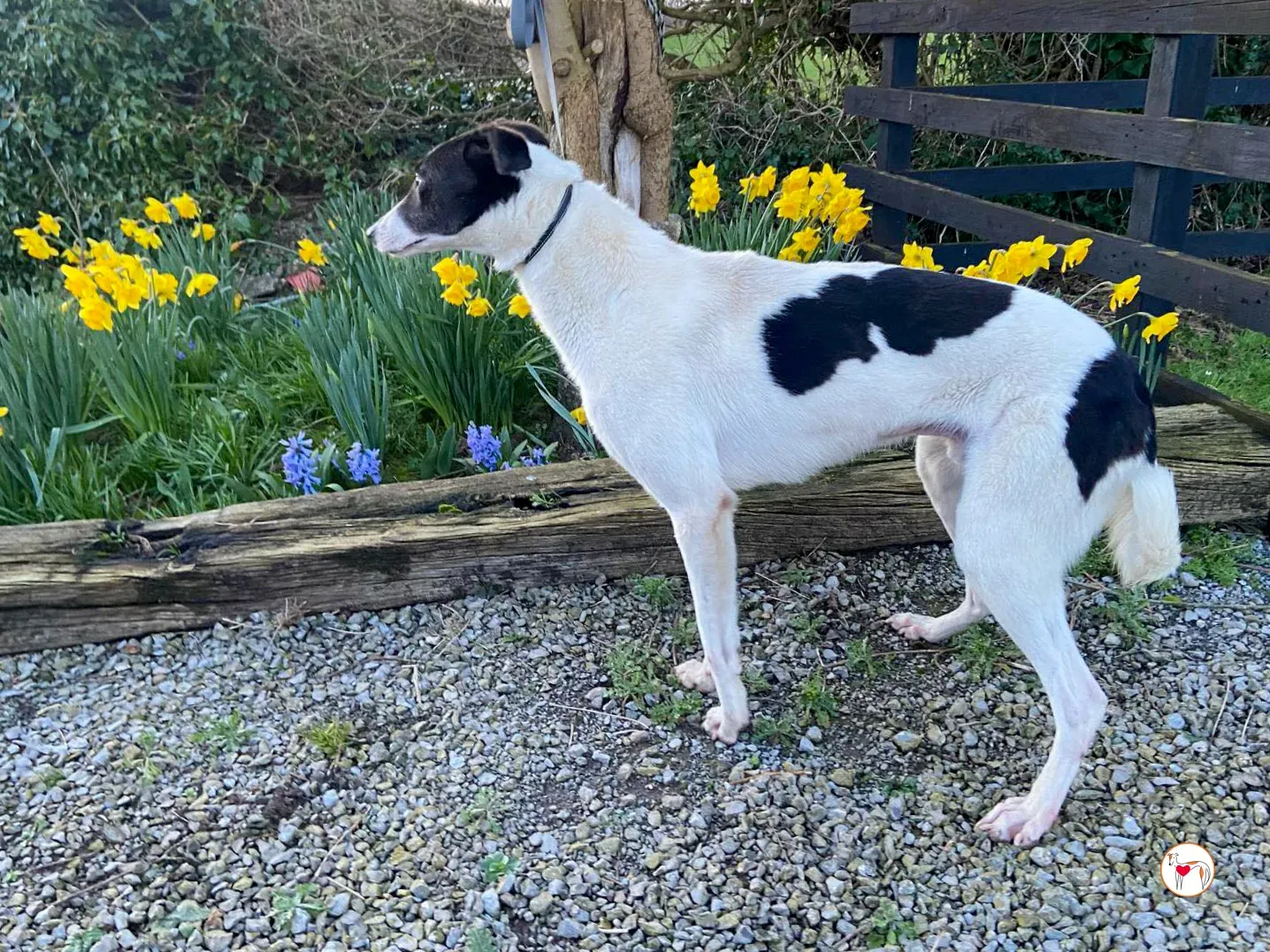 cormac grey adozione 02