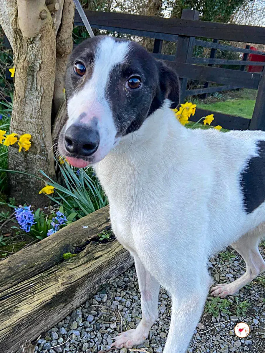 cormac grey adozione 03