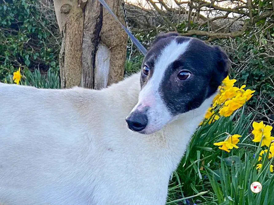 cormac grey adozione 04