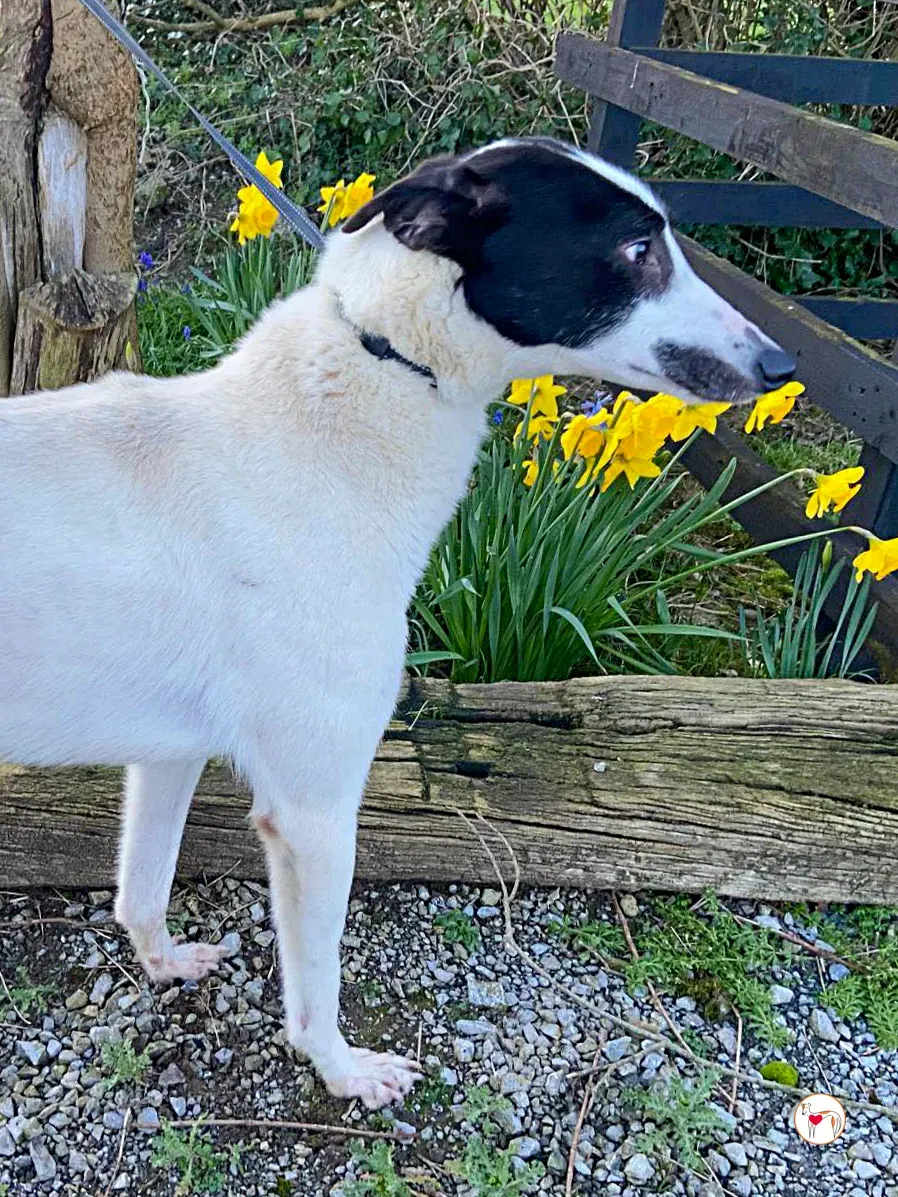 cormac grey adozione 05