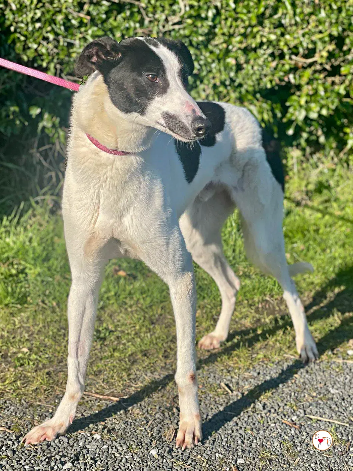 cormac grey adozione 06