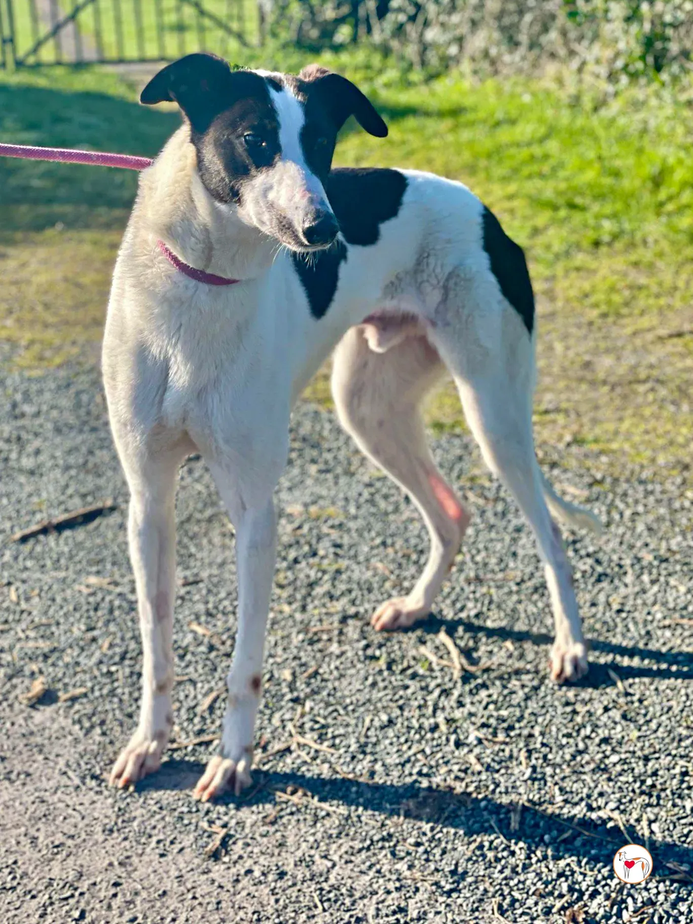 cormac grey adozione 07