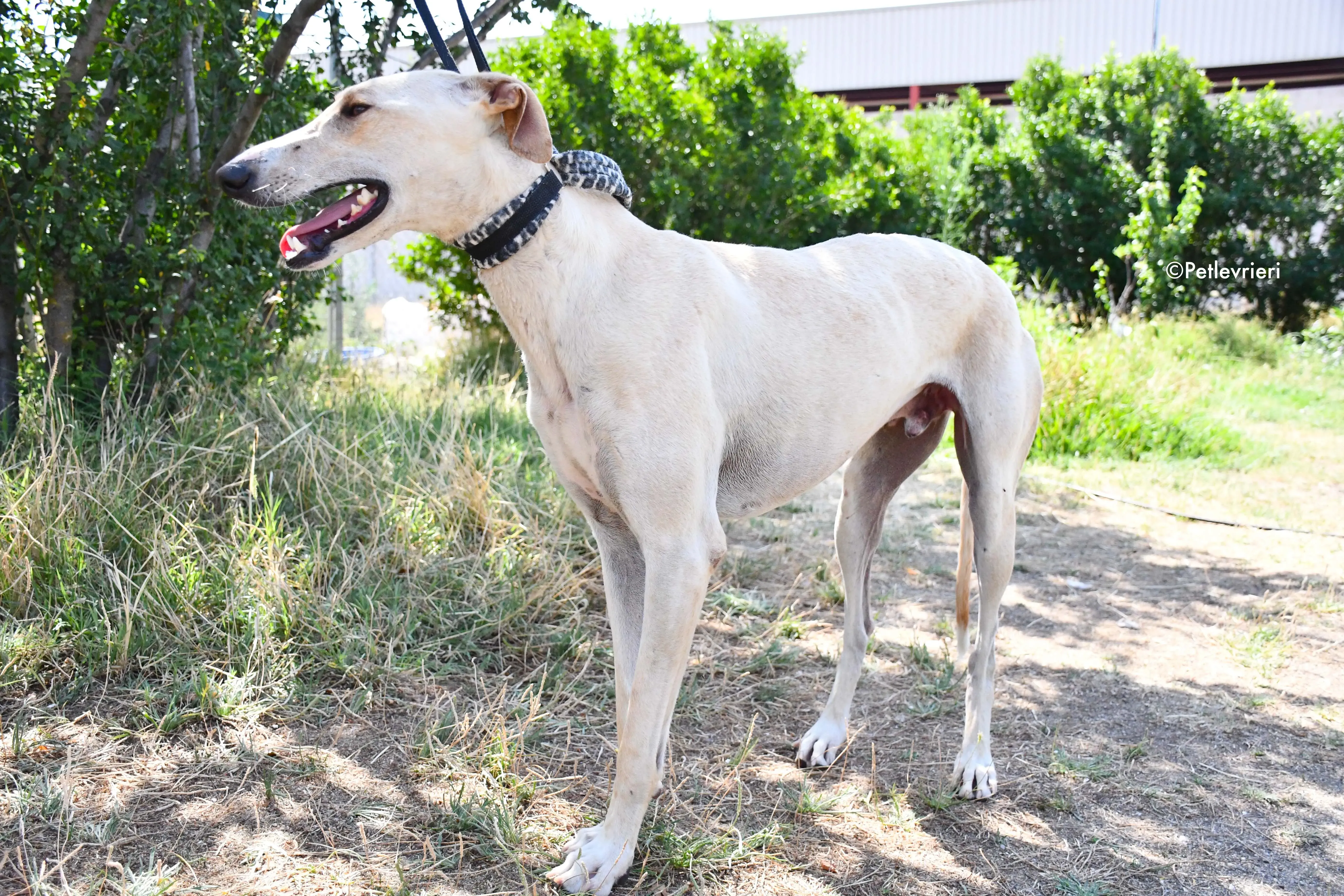 cosmo adozione levrieri galgo 10