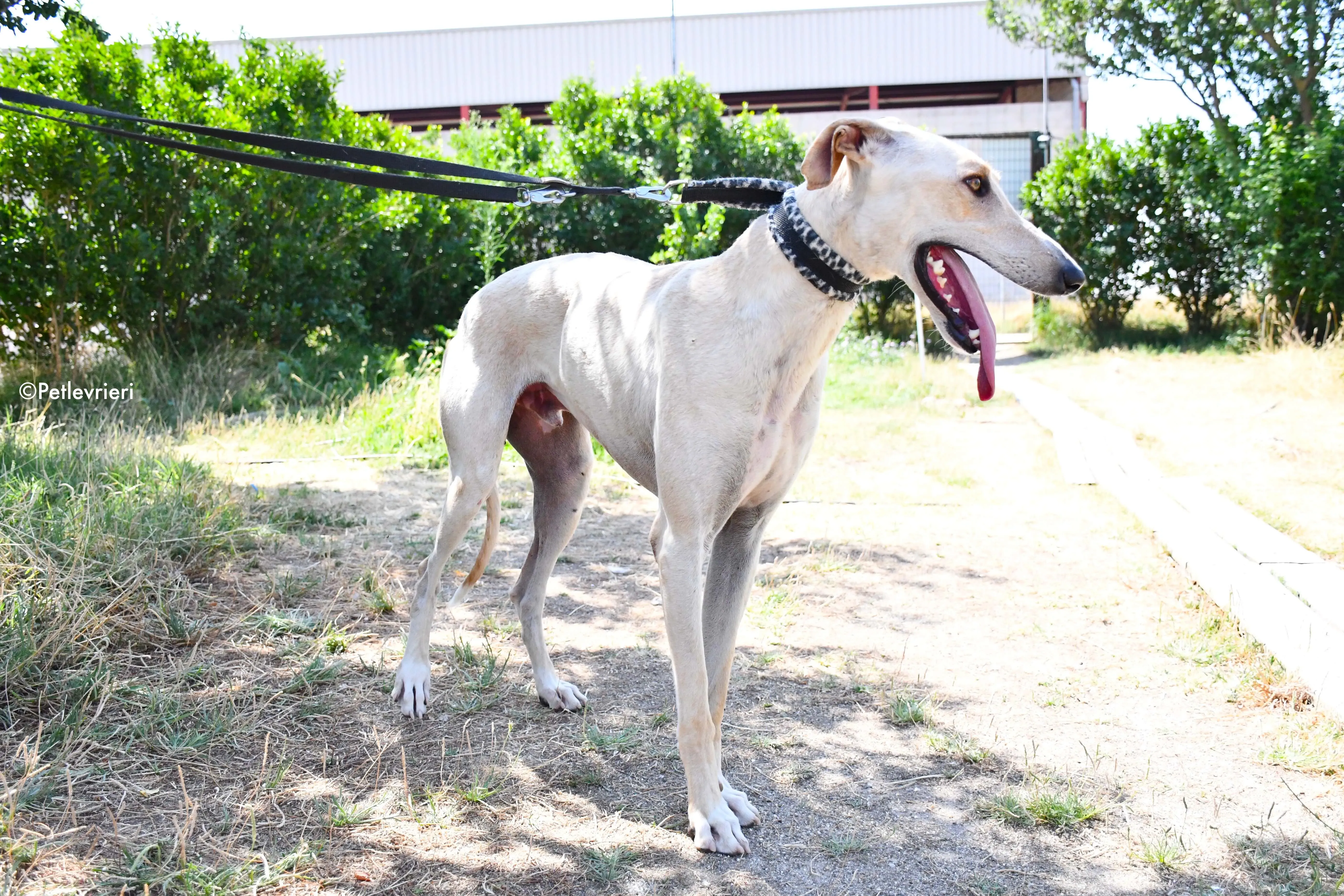 cosmo adozione levrieri galgo 11
