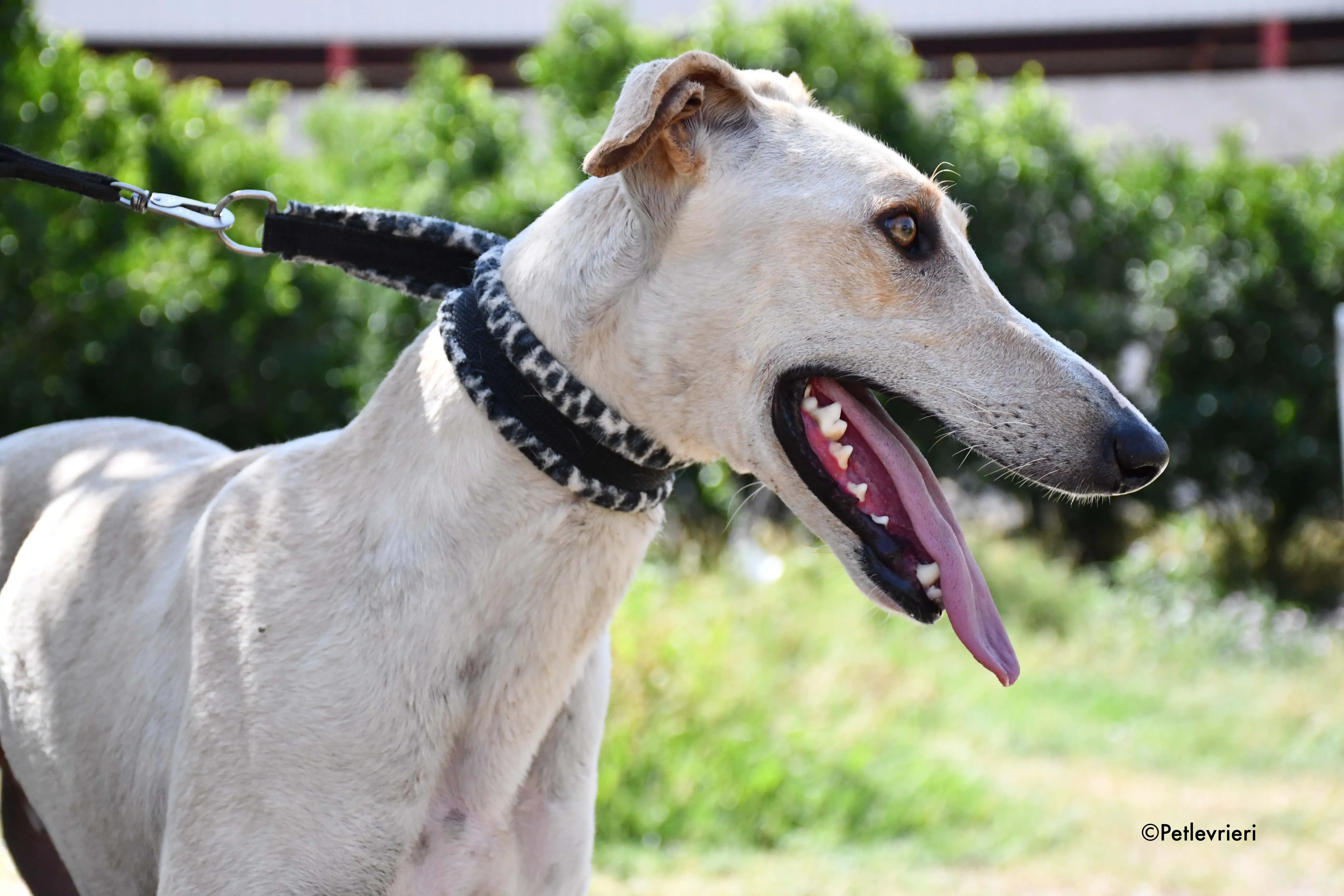 cosmo adozione levrieri galgo 12