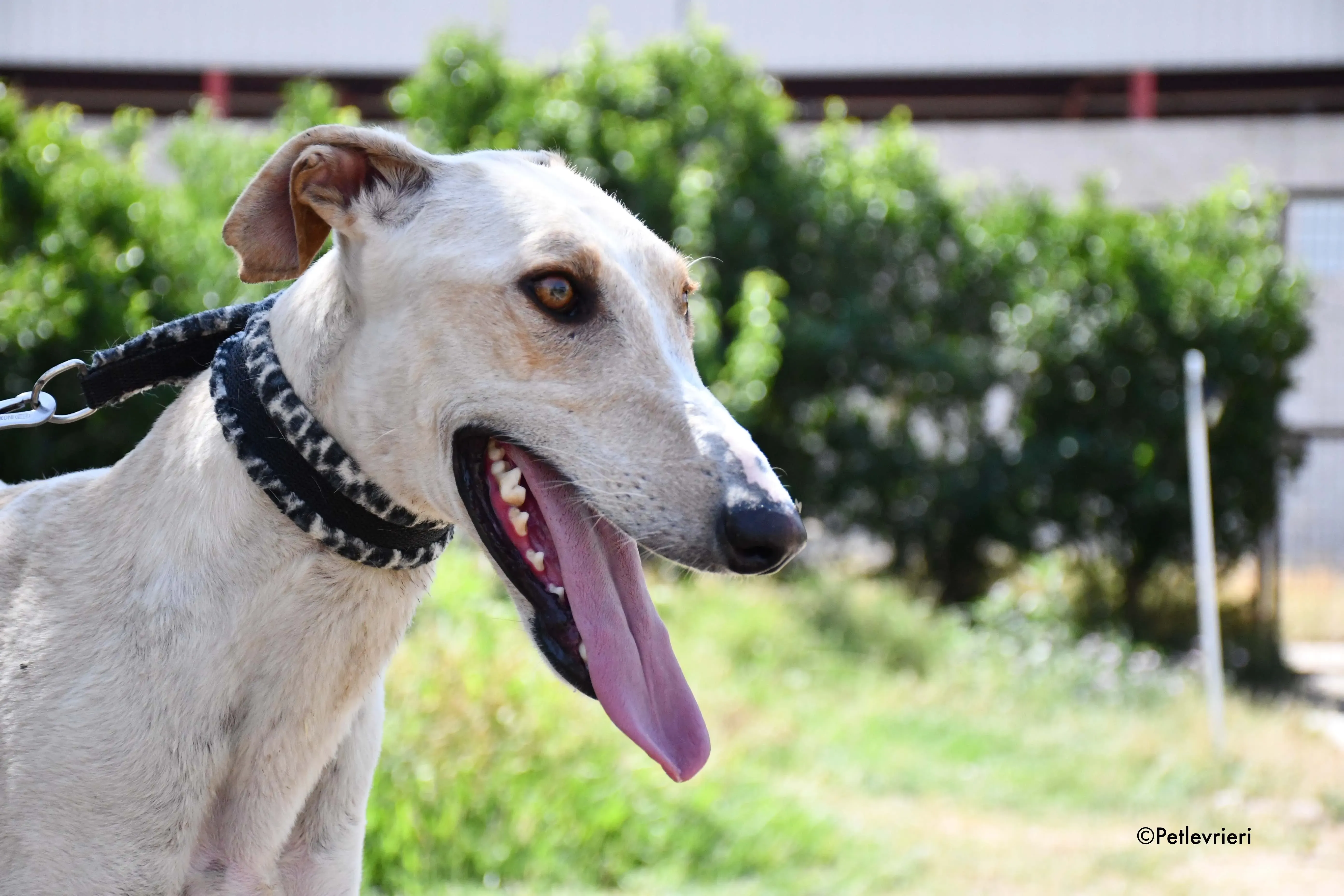 cosmo adozione levrieri galgo 13