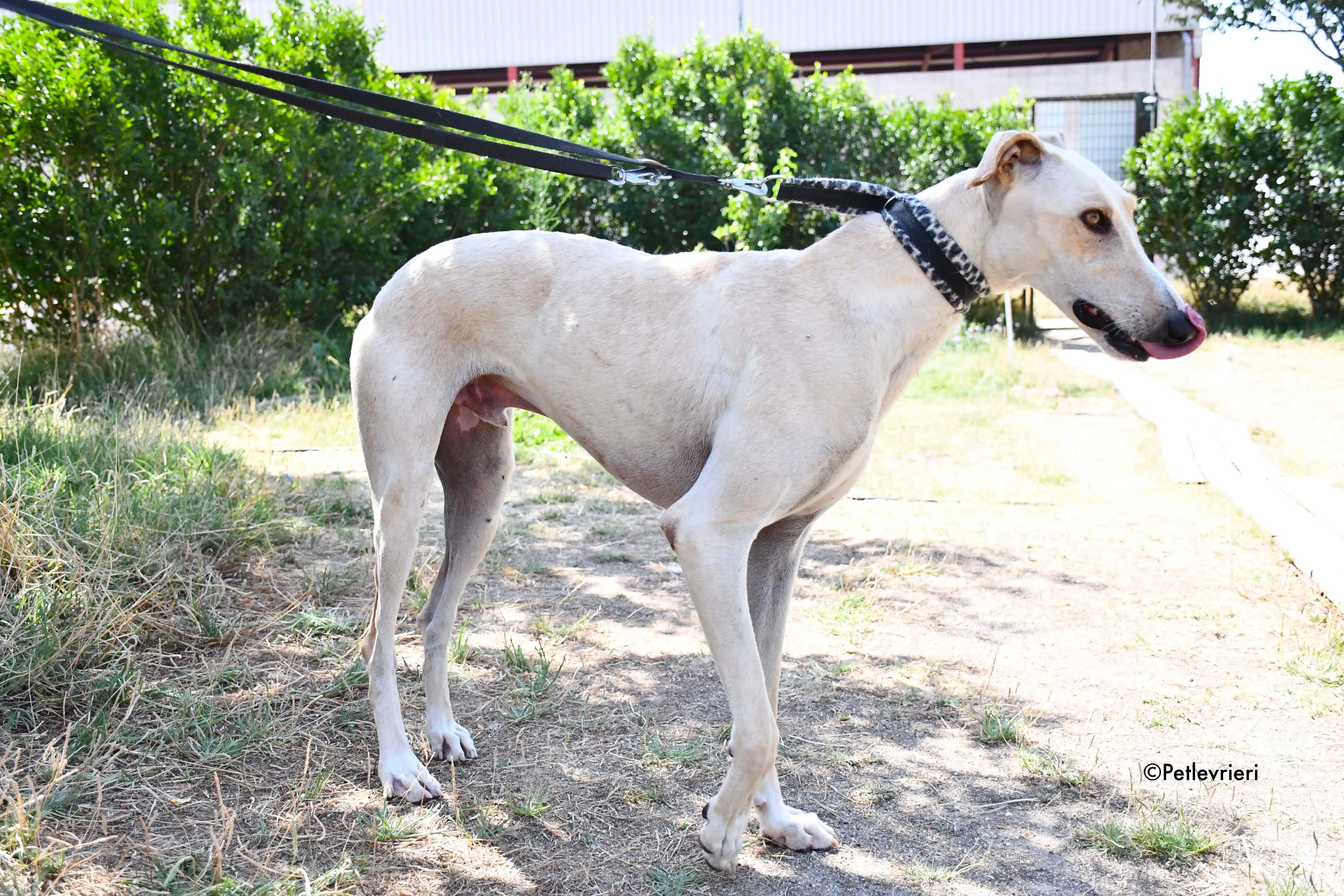 cosmo adozione levrieri galgo 14