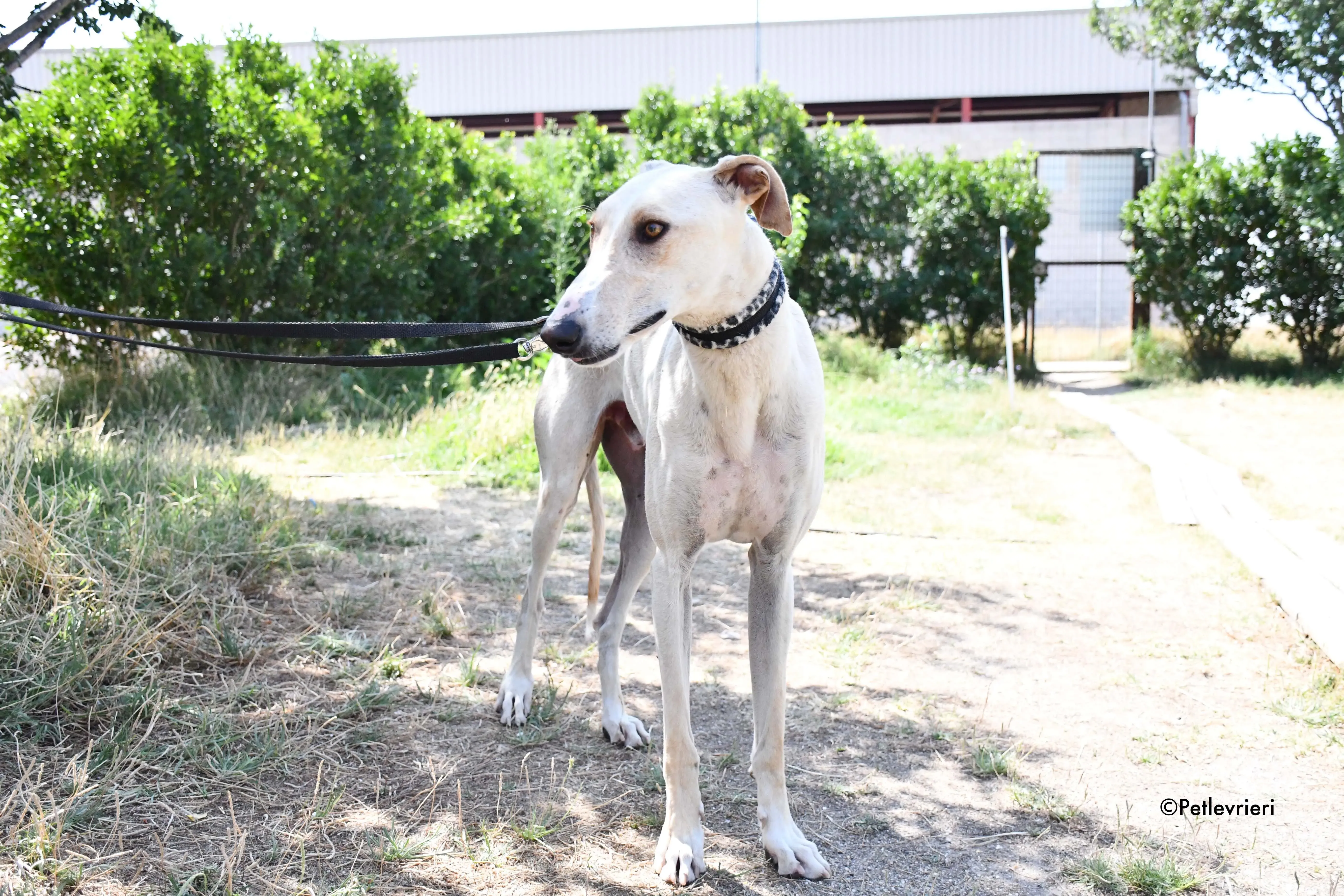 cosmo adozione levrieri galgo 15