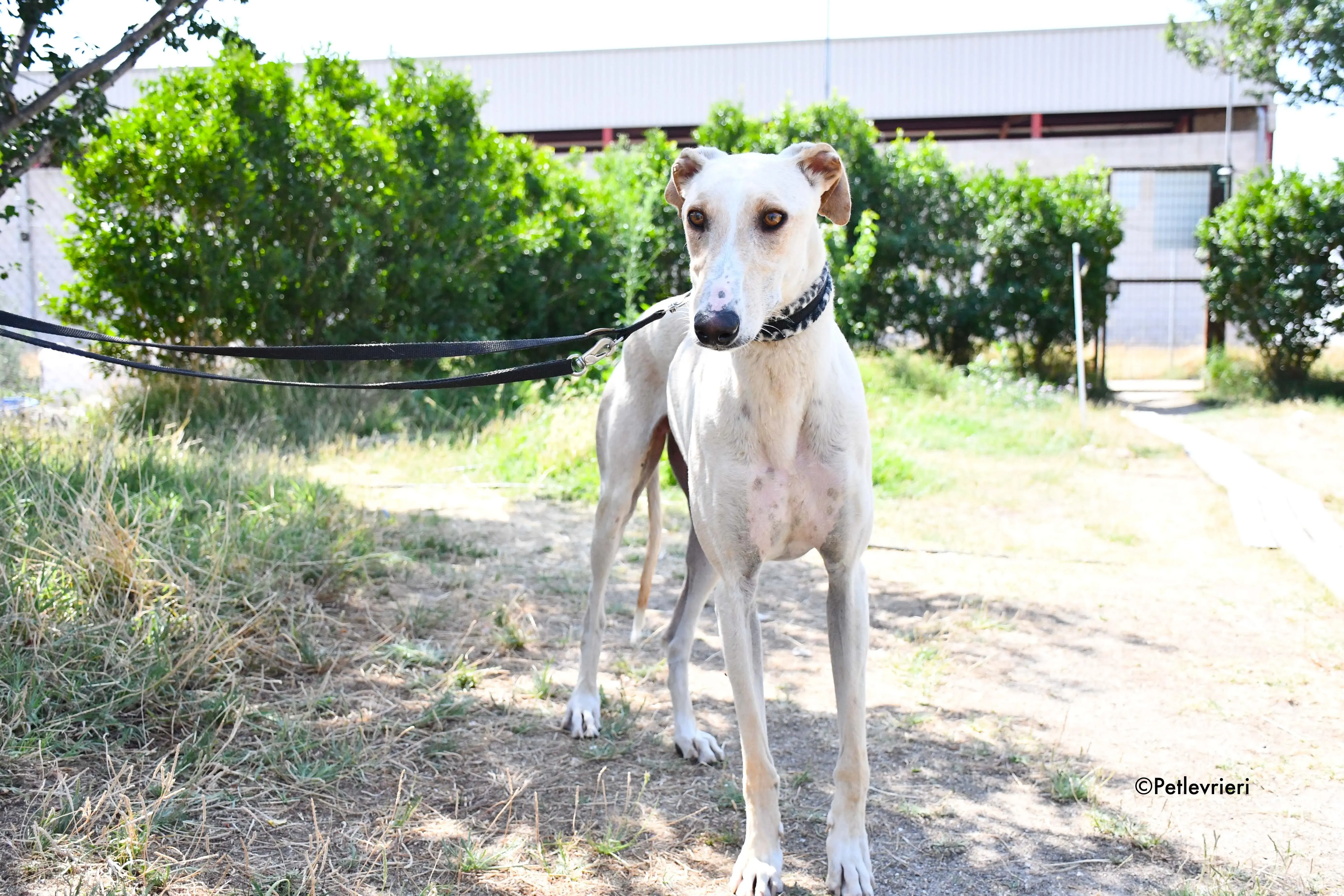 cosmo adozione levrieri galgo 16