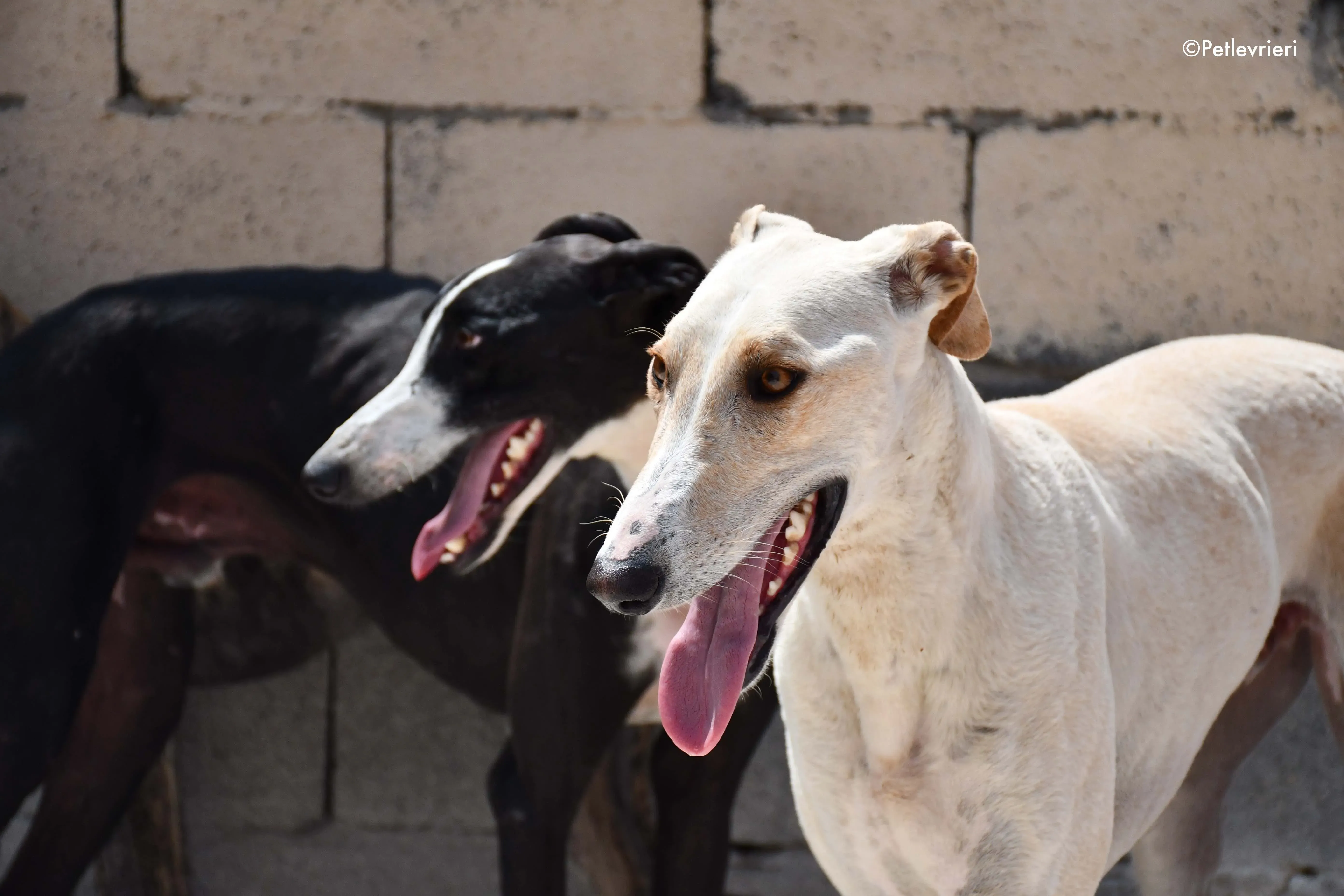 cosmo adozione levrieri galgo 2