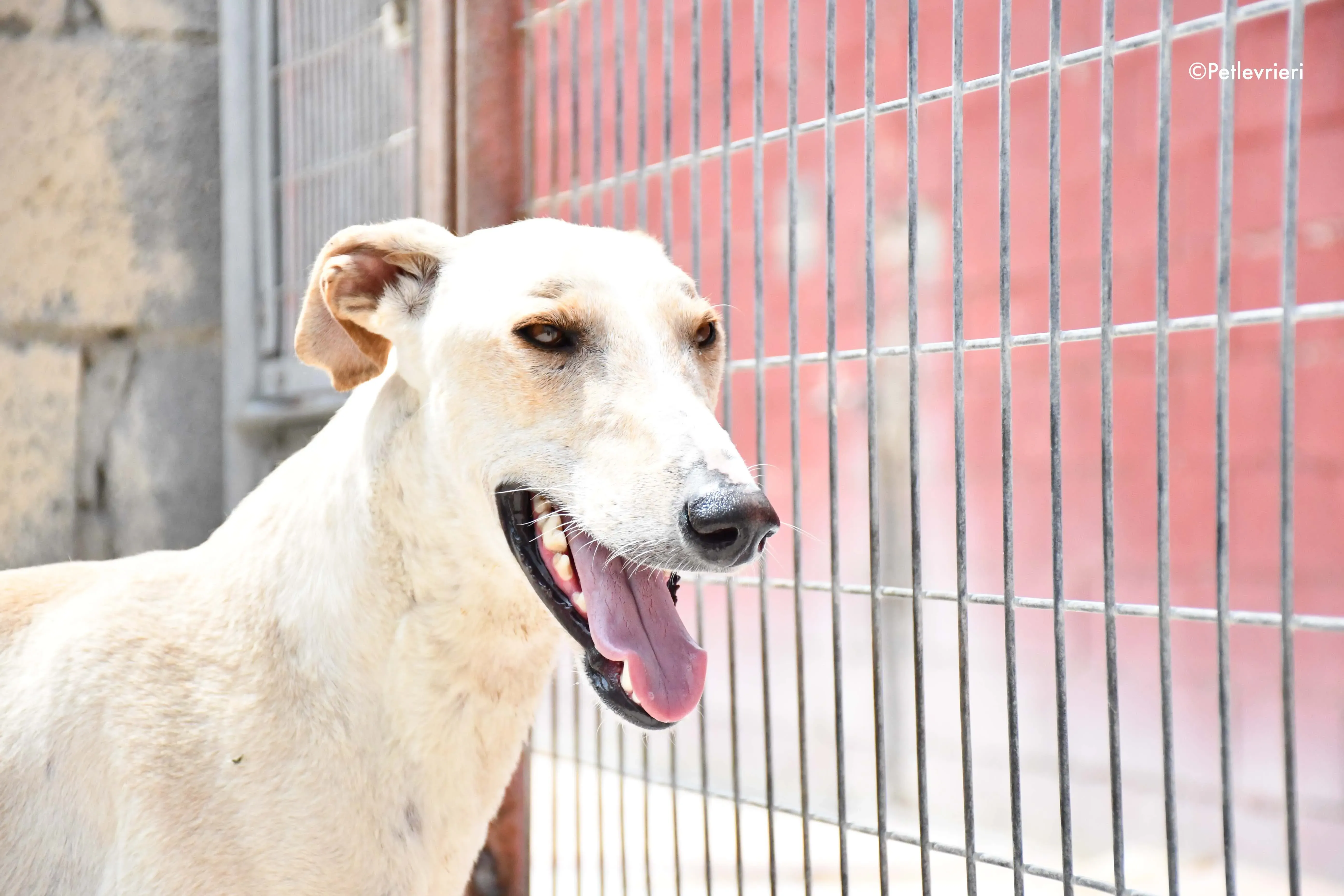 cosmo adozione levrieri galgo 3