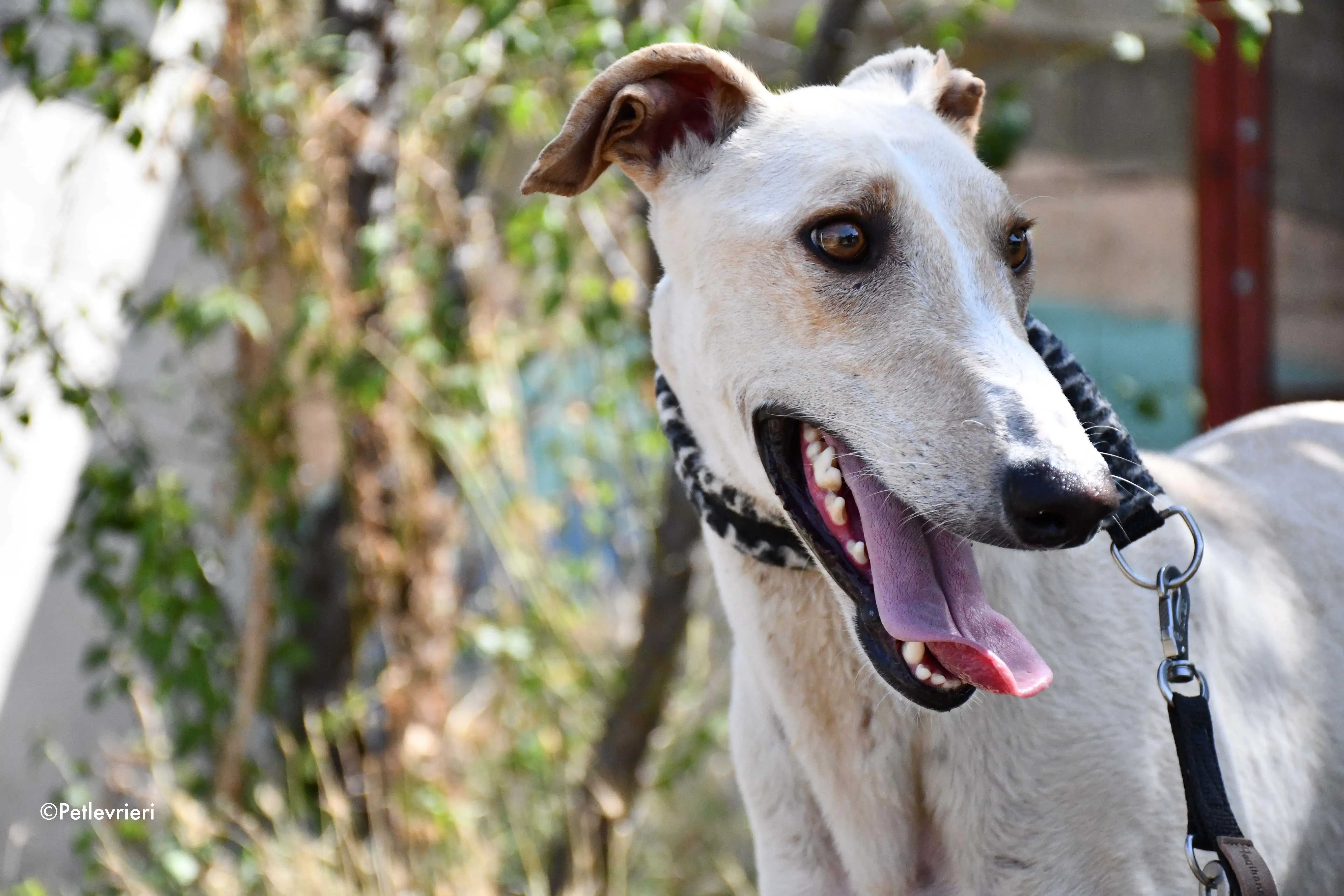 cosmo adozione levrieri galgo 4