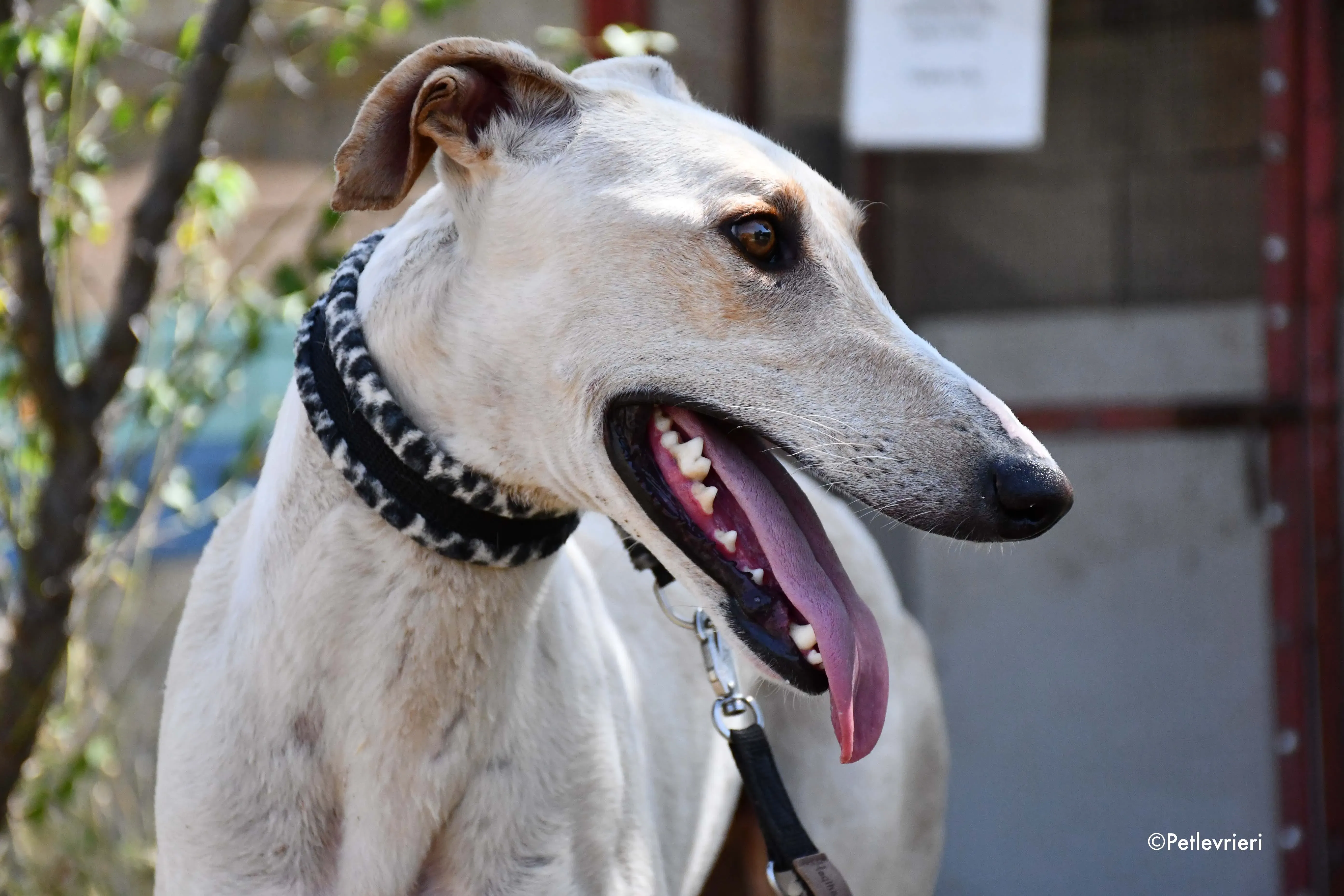 cosmo adozione levrieri galgo 5