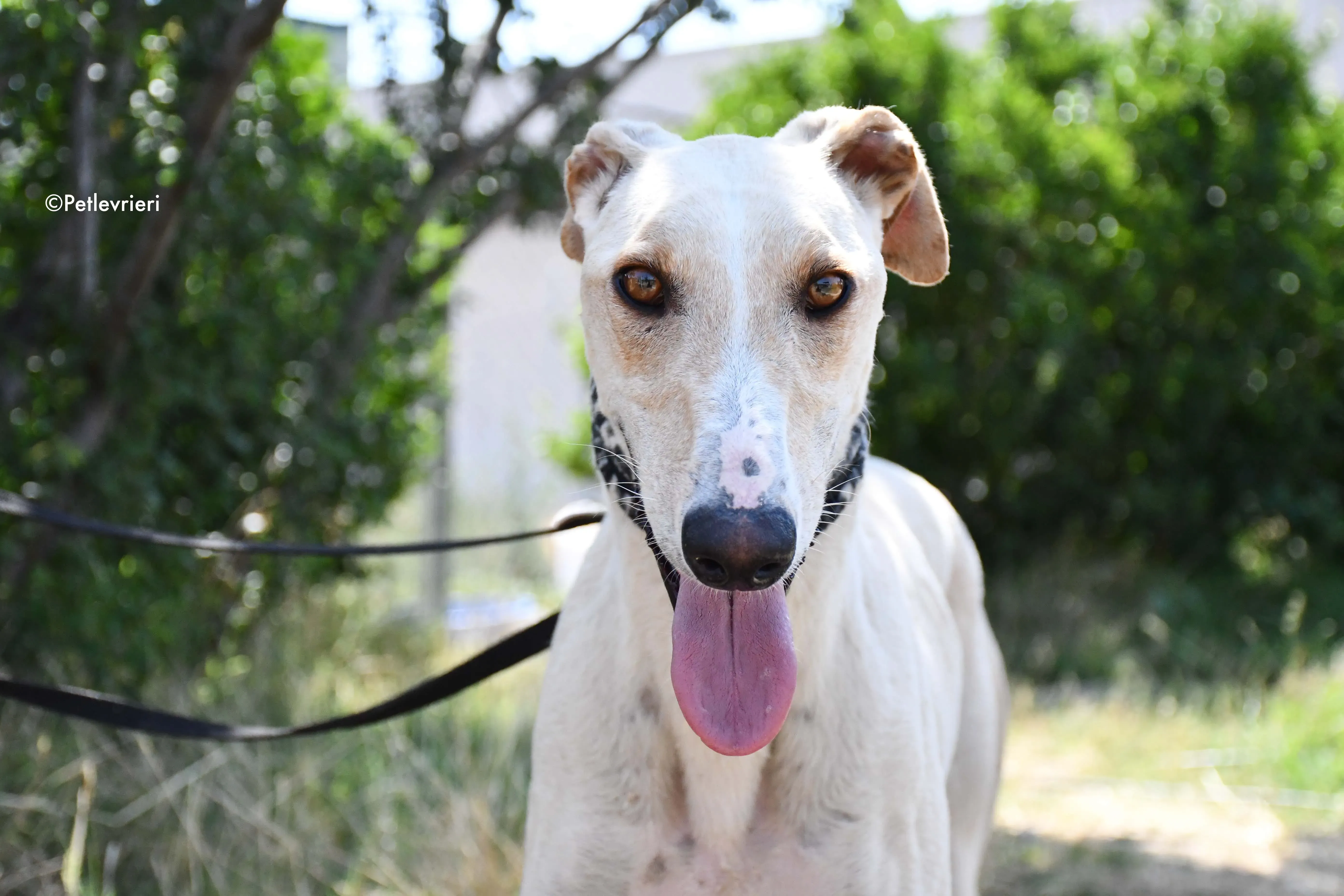 cosmo adozione levrieri galgo 6