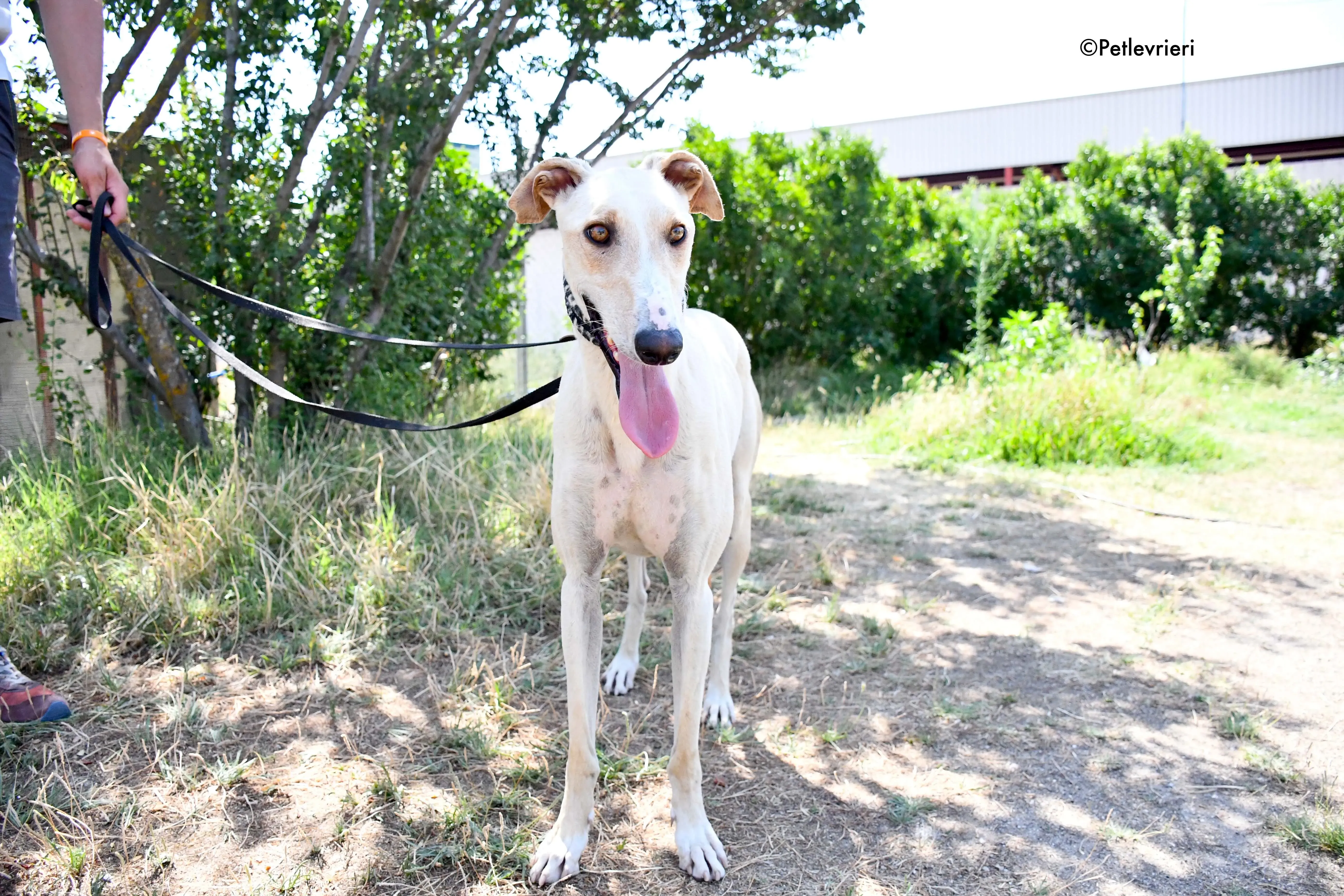 cosmo adozione levrieri galgo 7