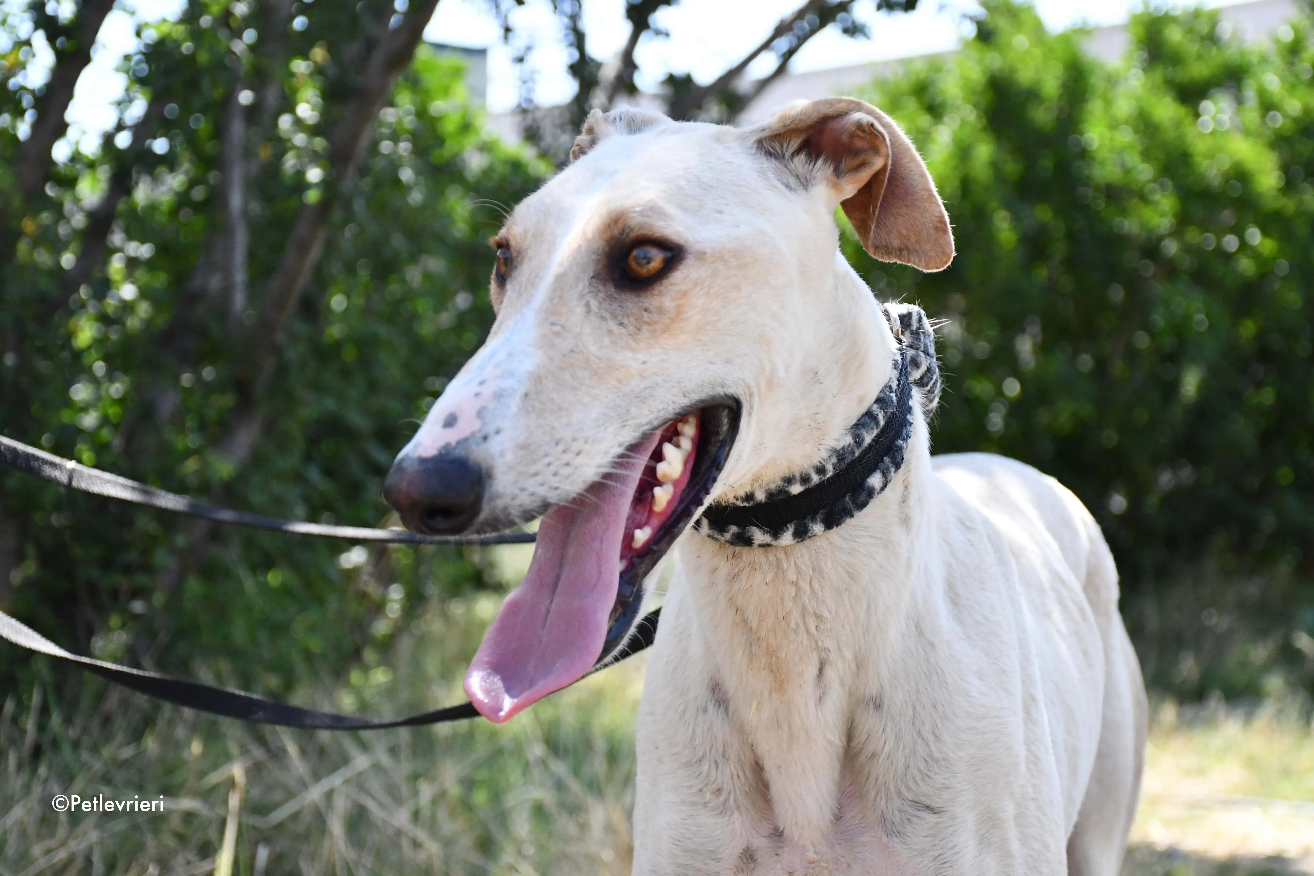 cosmo adozione levrieri galgo 8