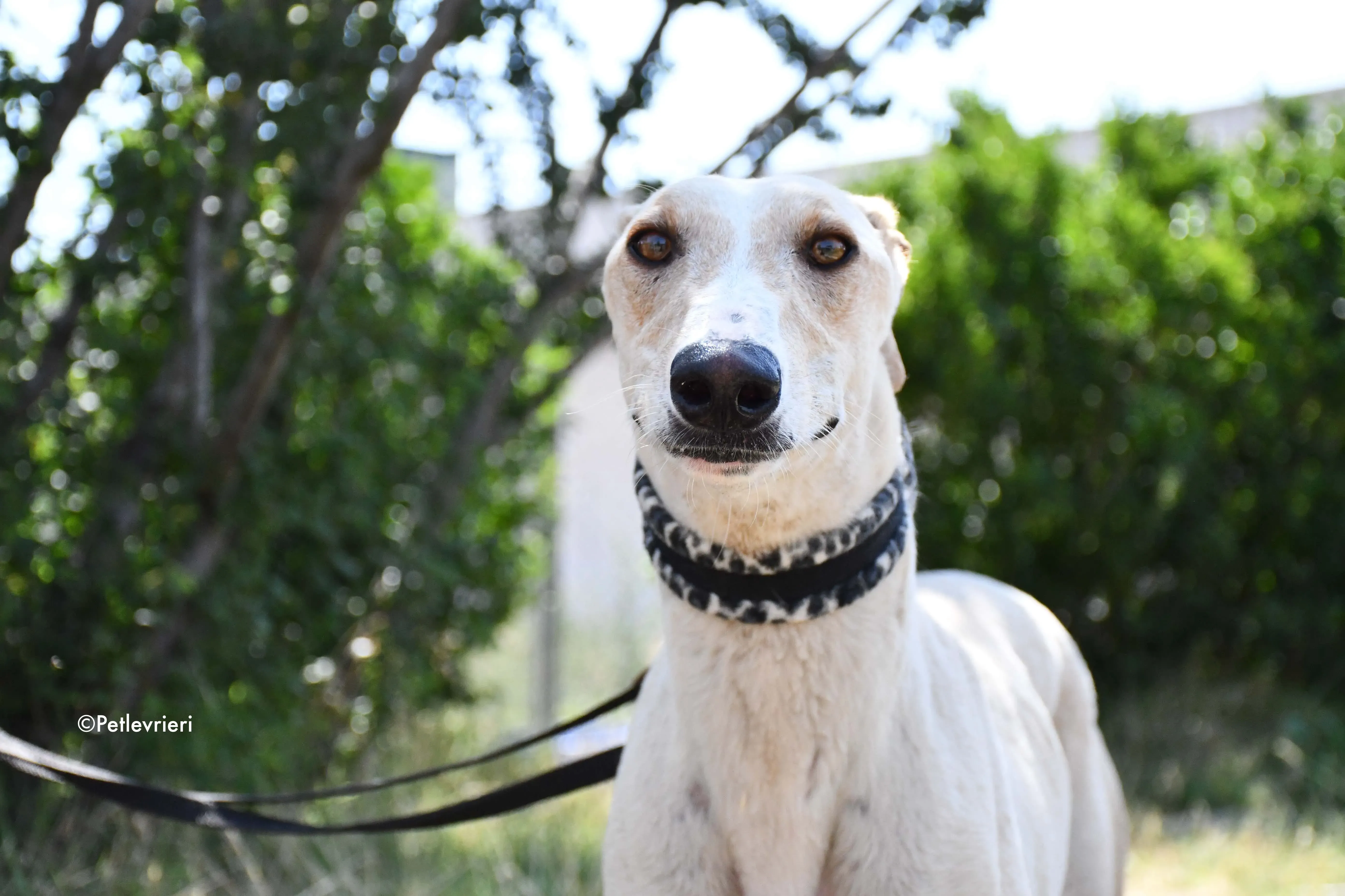 cosmo adozione levrieri galgo 9