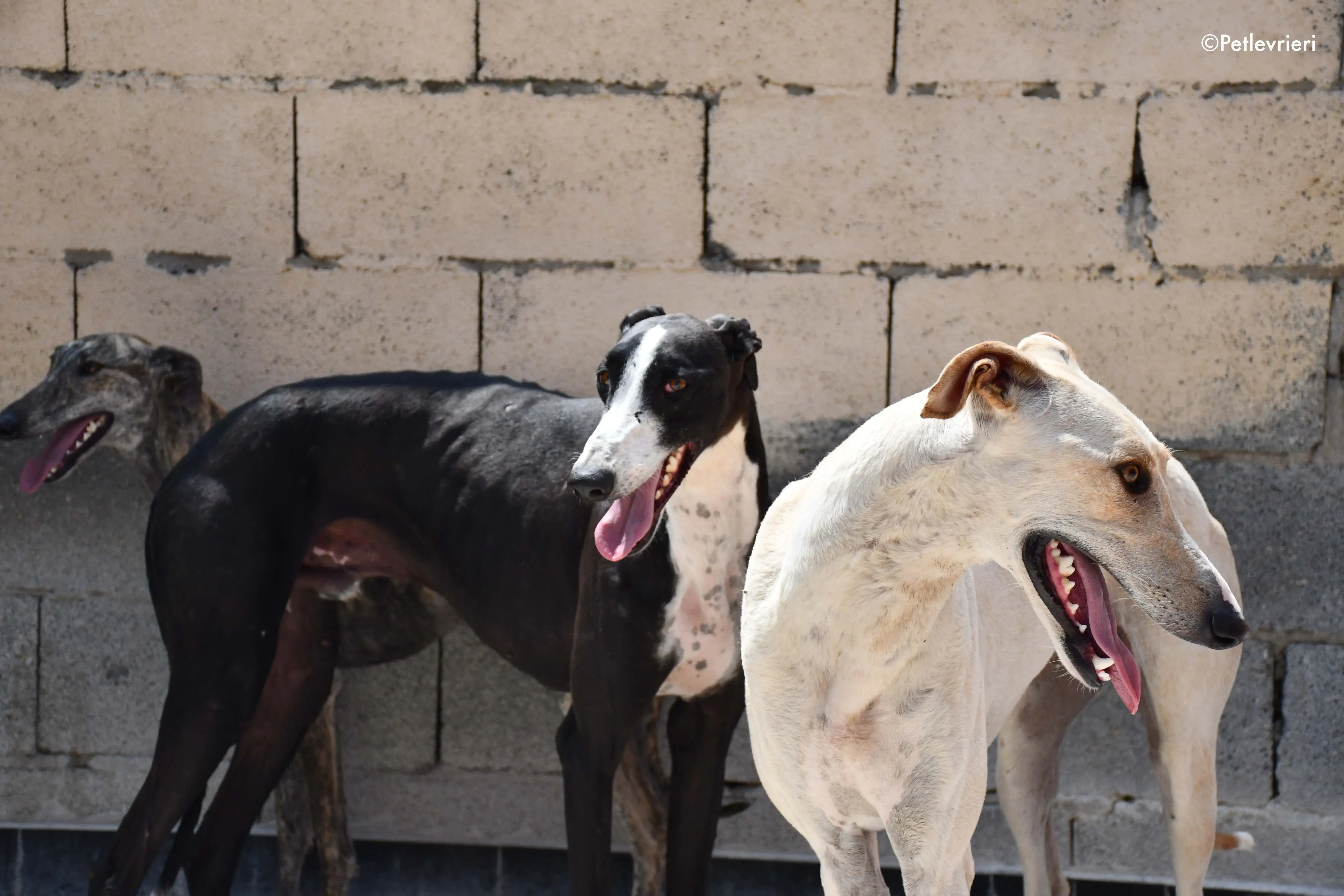 cosmo eresh adozione levrieri galgo