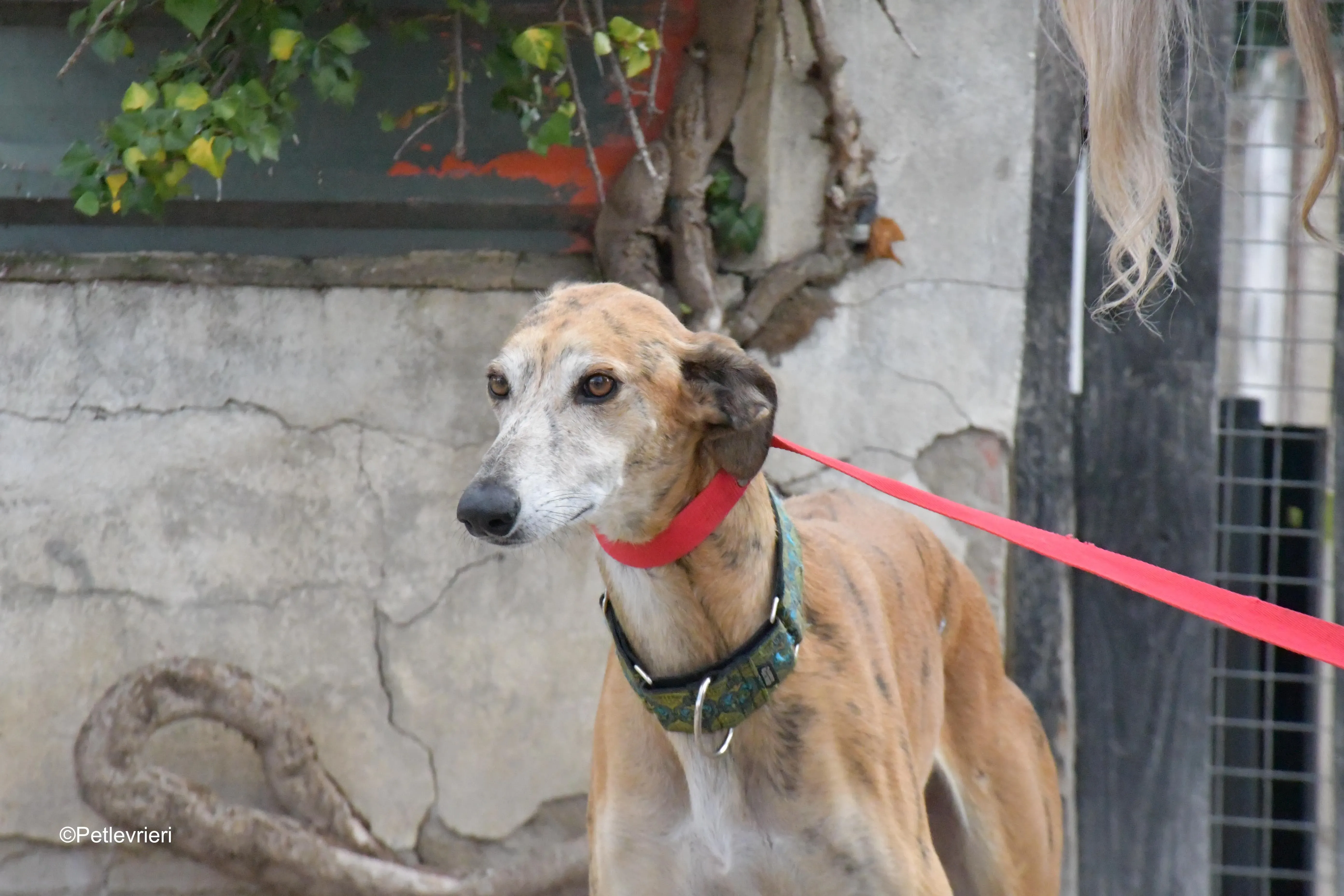 costa adozione levrieri galgo 1 1